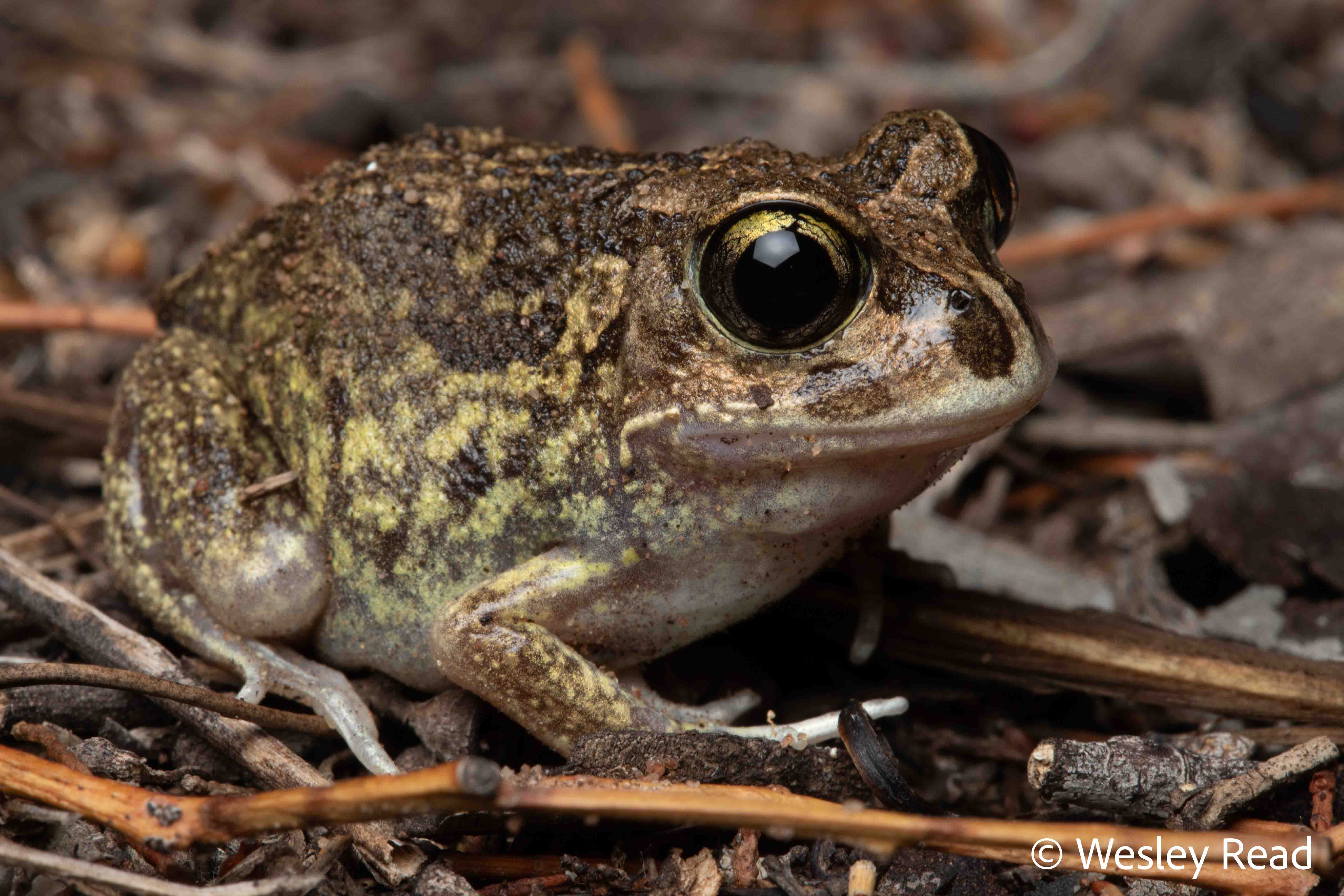 Neobatrachus sudellae