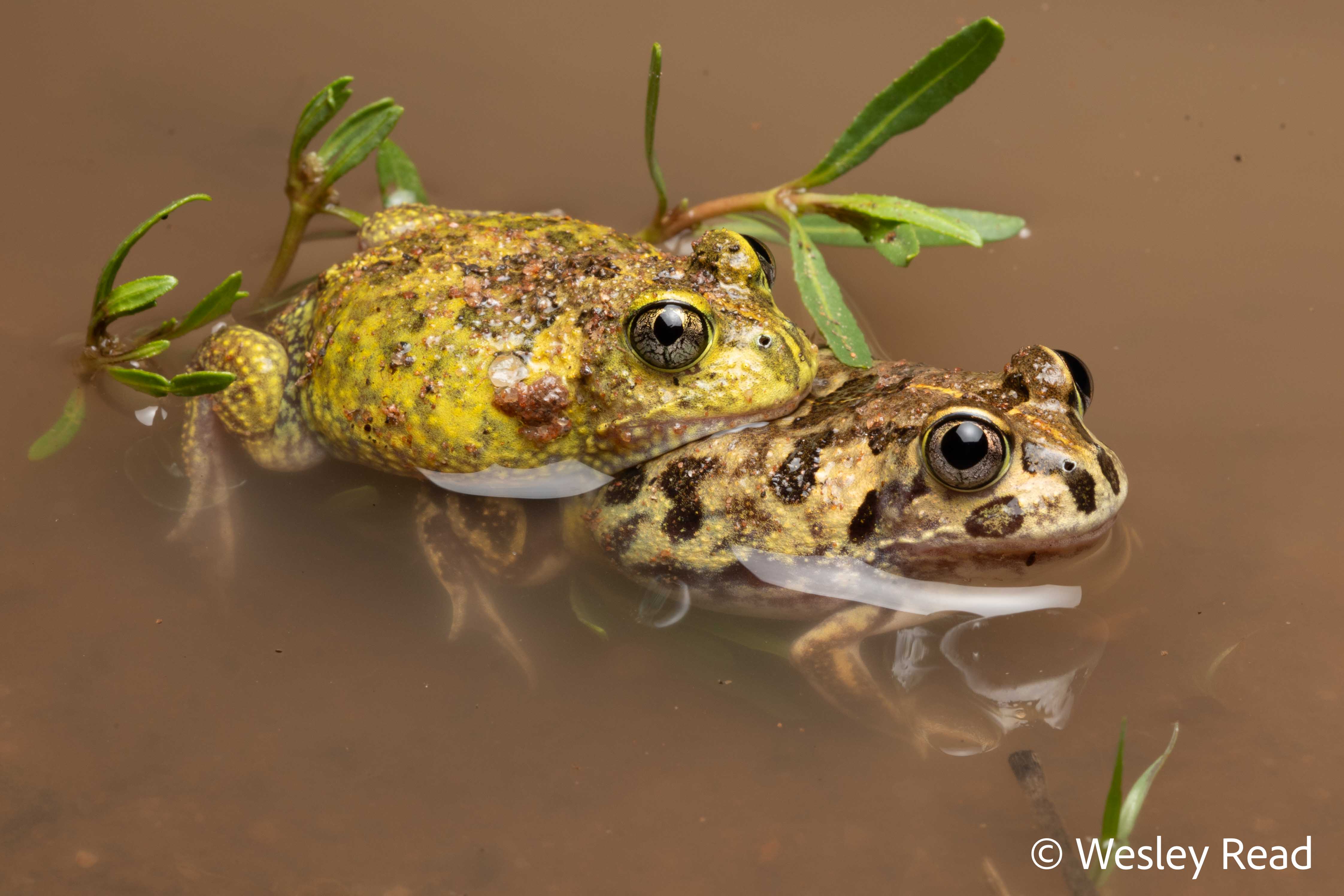 Neobatrachus sudellae