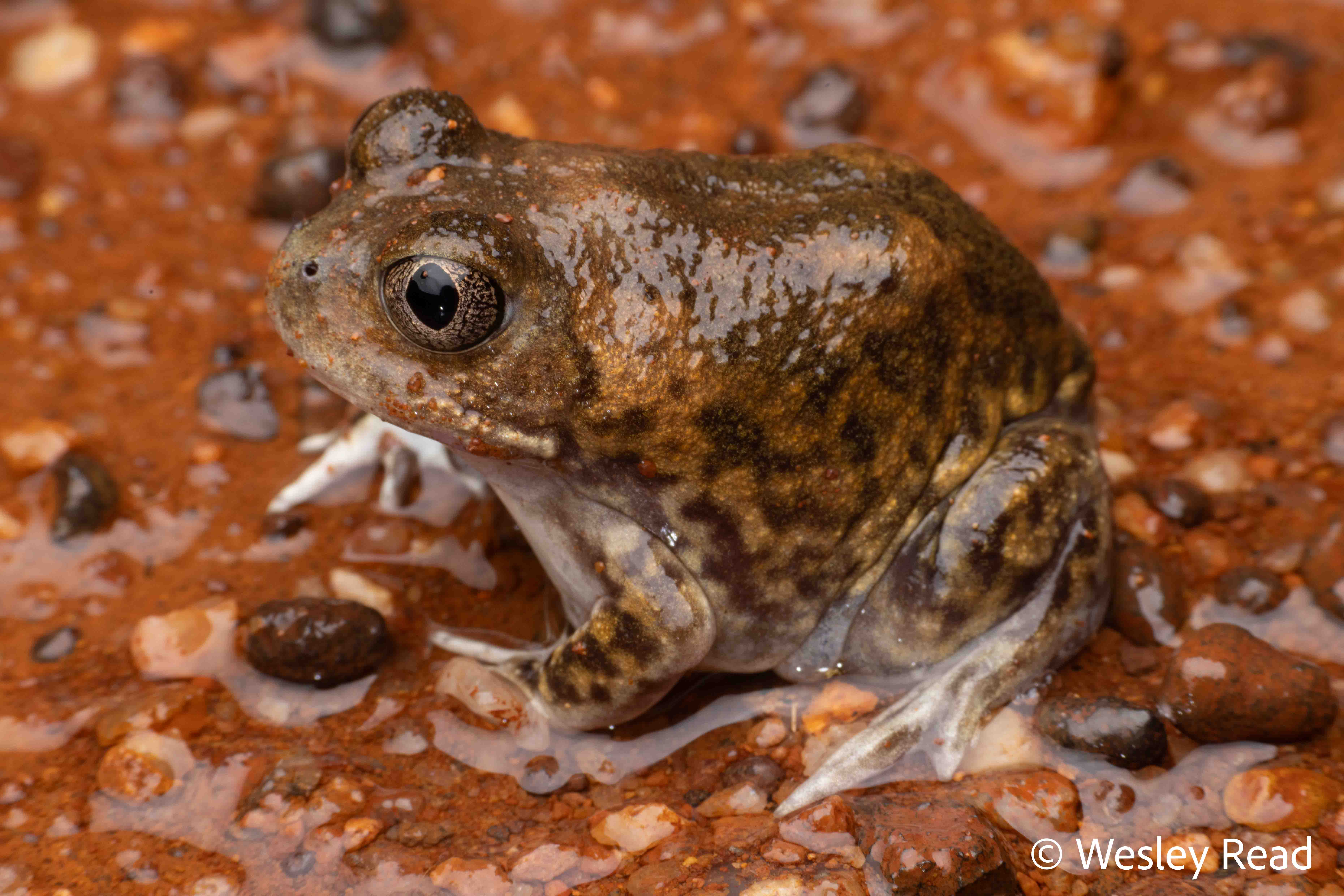 Neobatrachus sutor