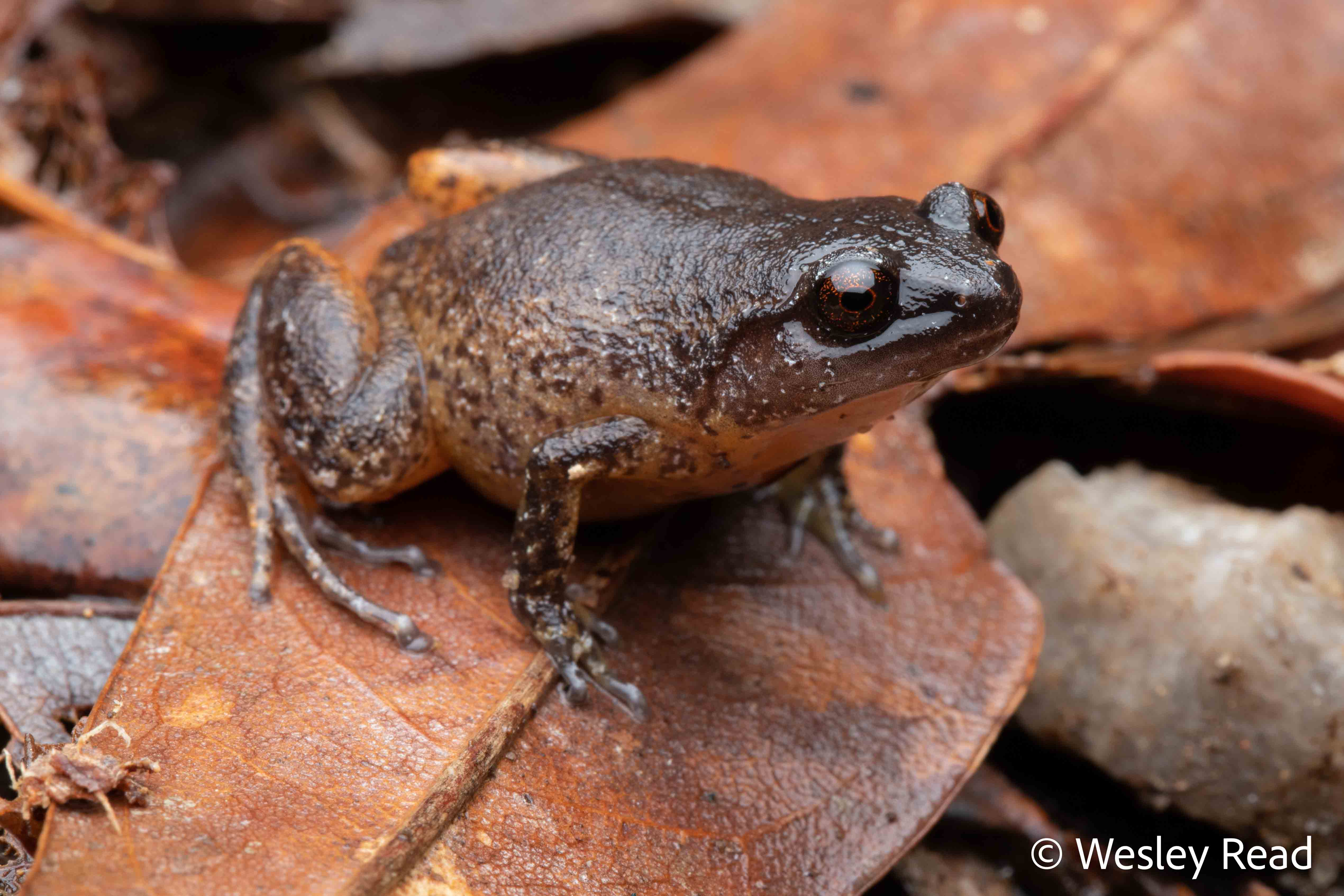 Austrochaperina fryi