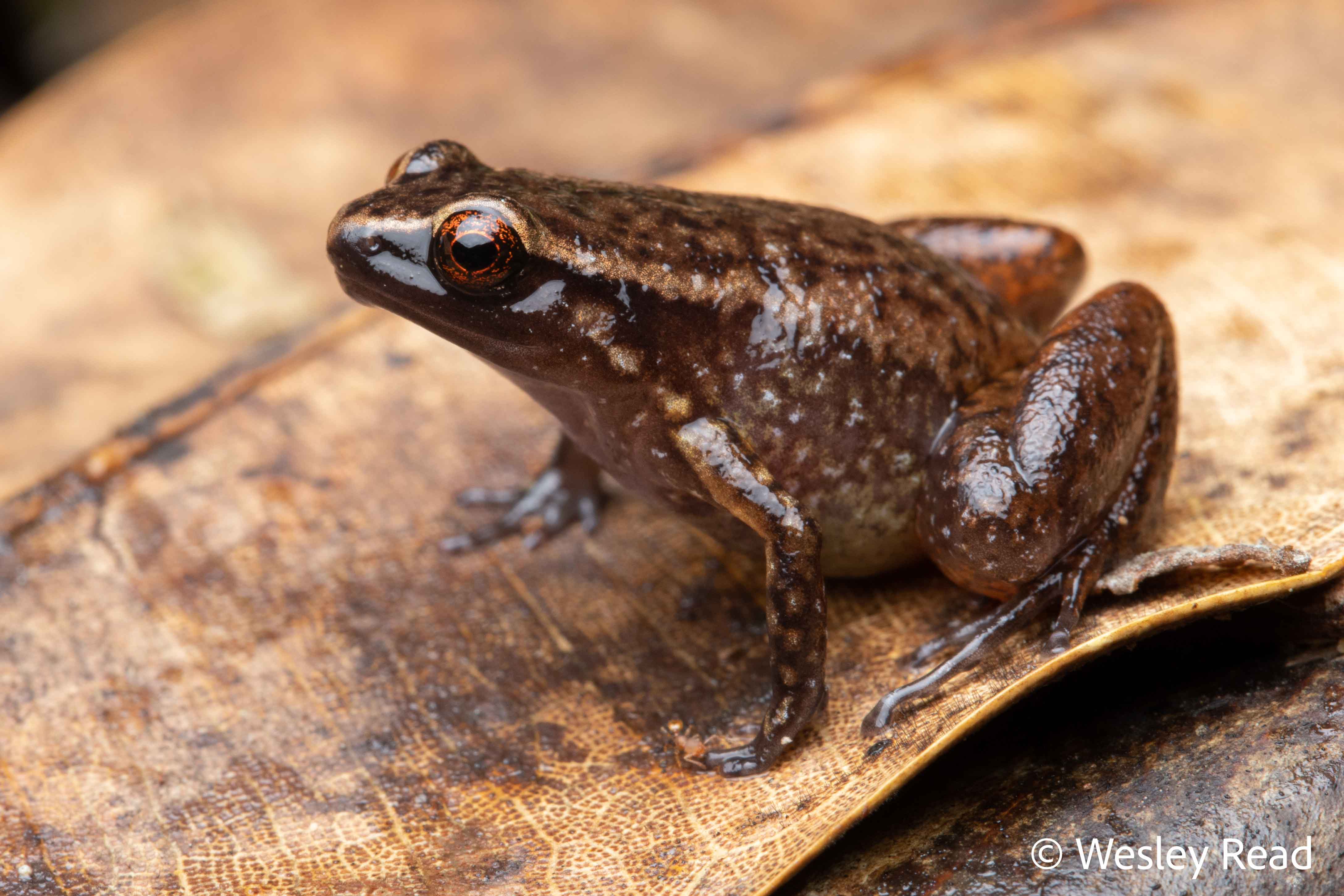 Austrochaperina pluvialis