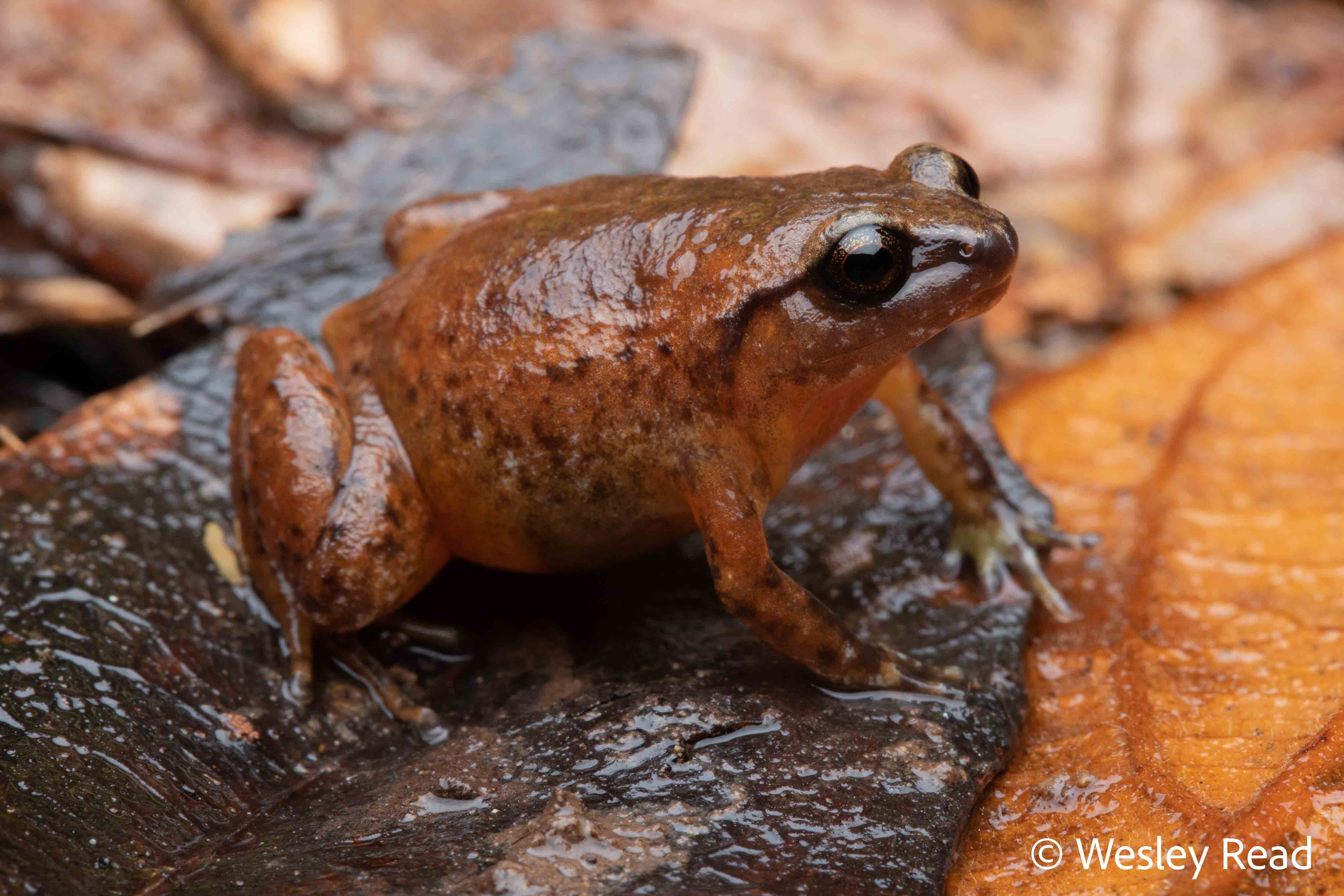 Austrochaperina robusta