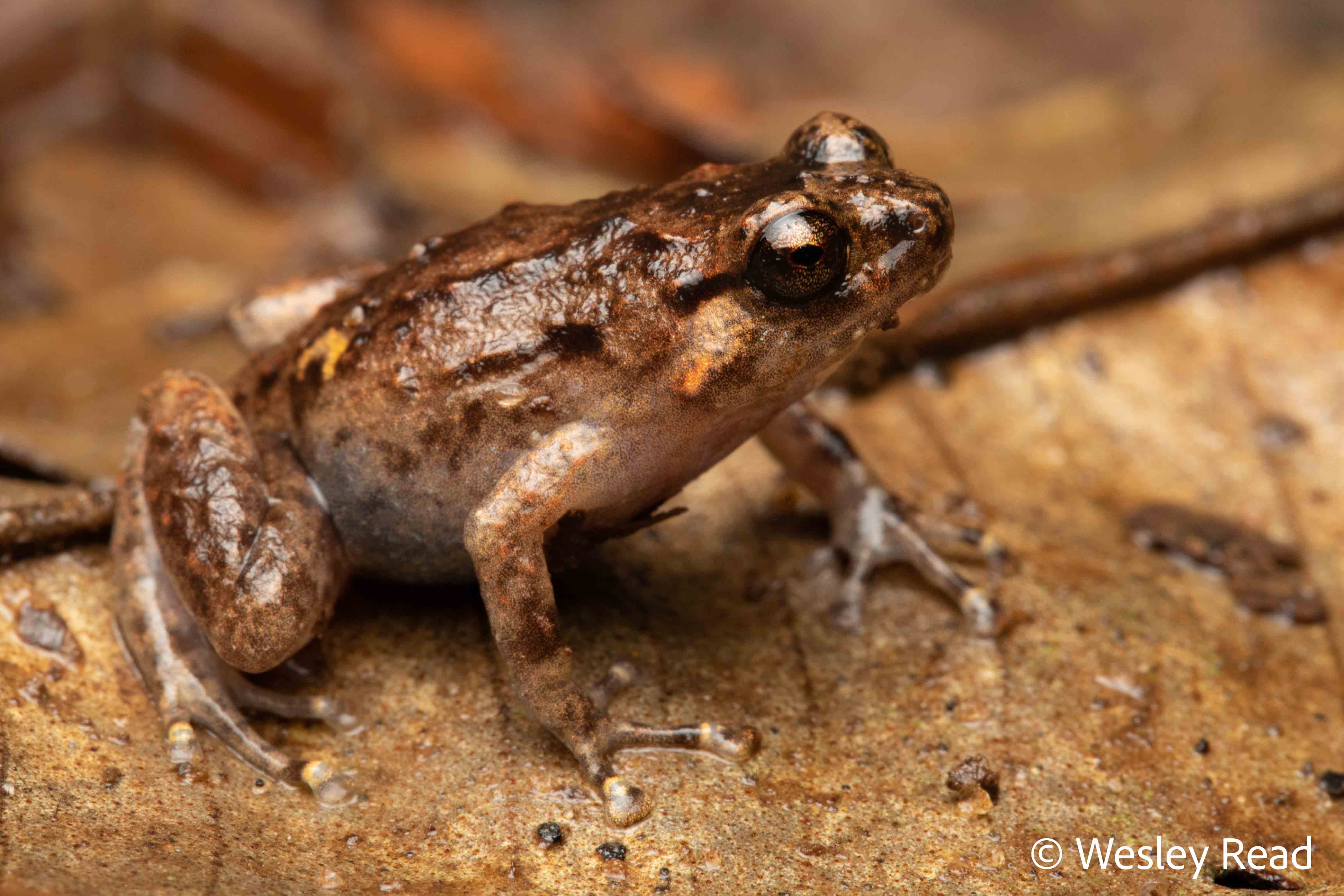 Cophixalus australis