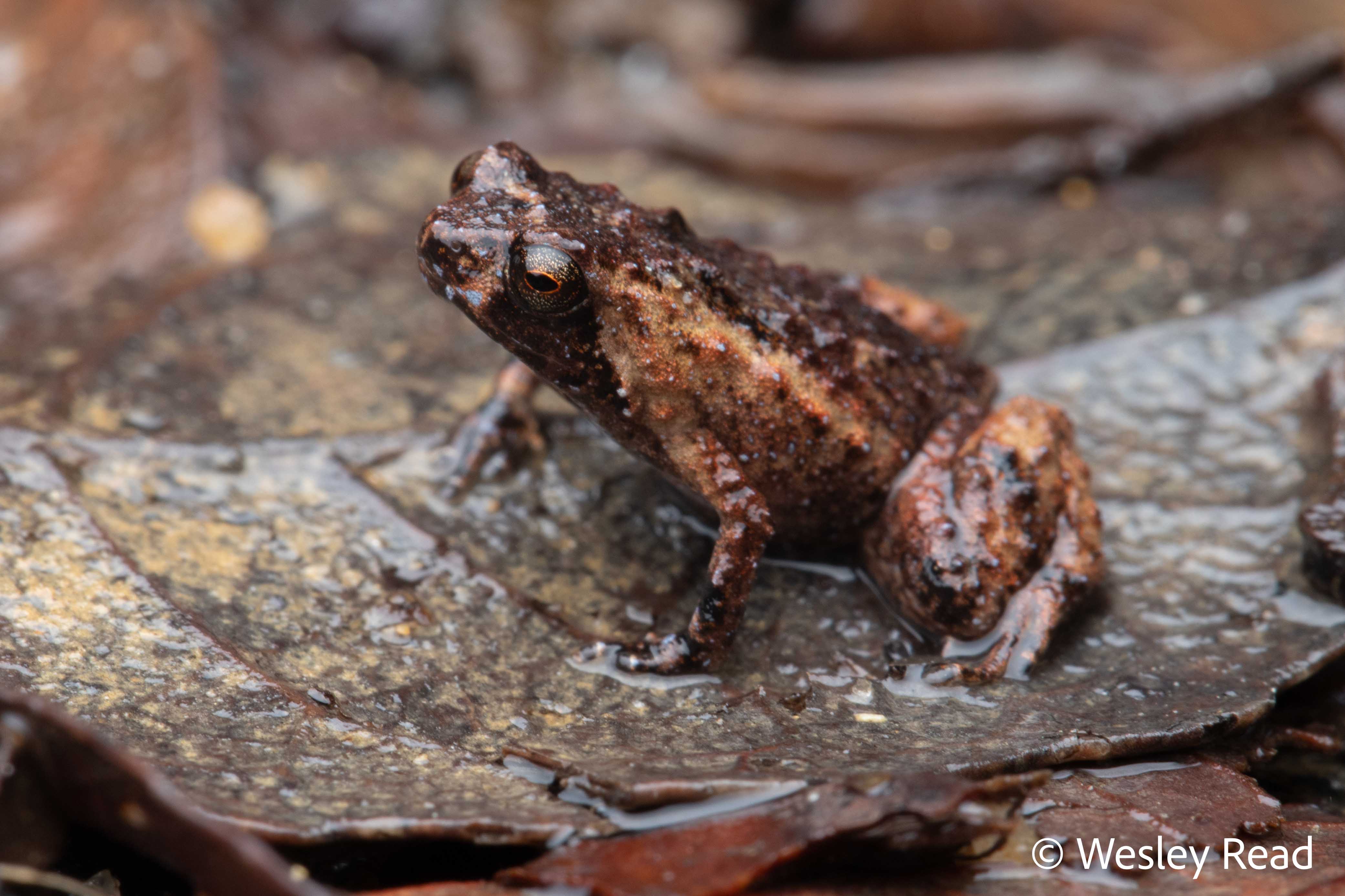 Cophixalus hosmeri