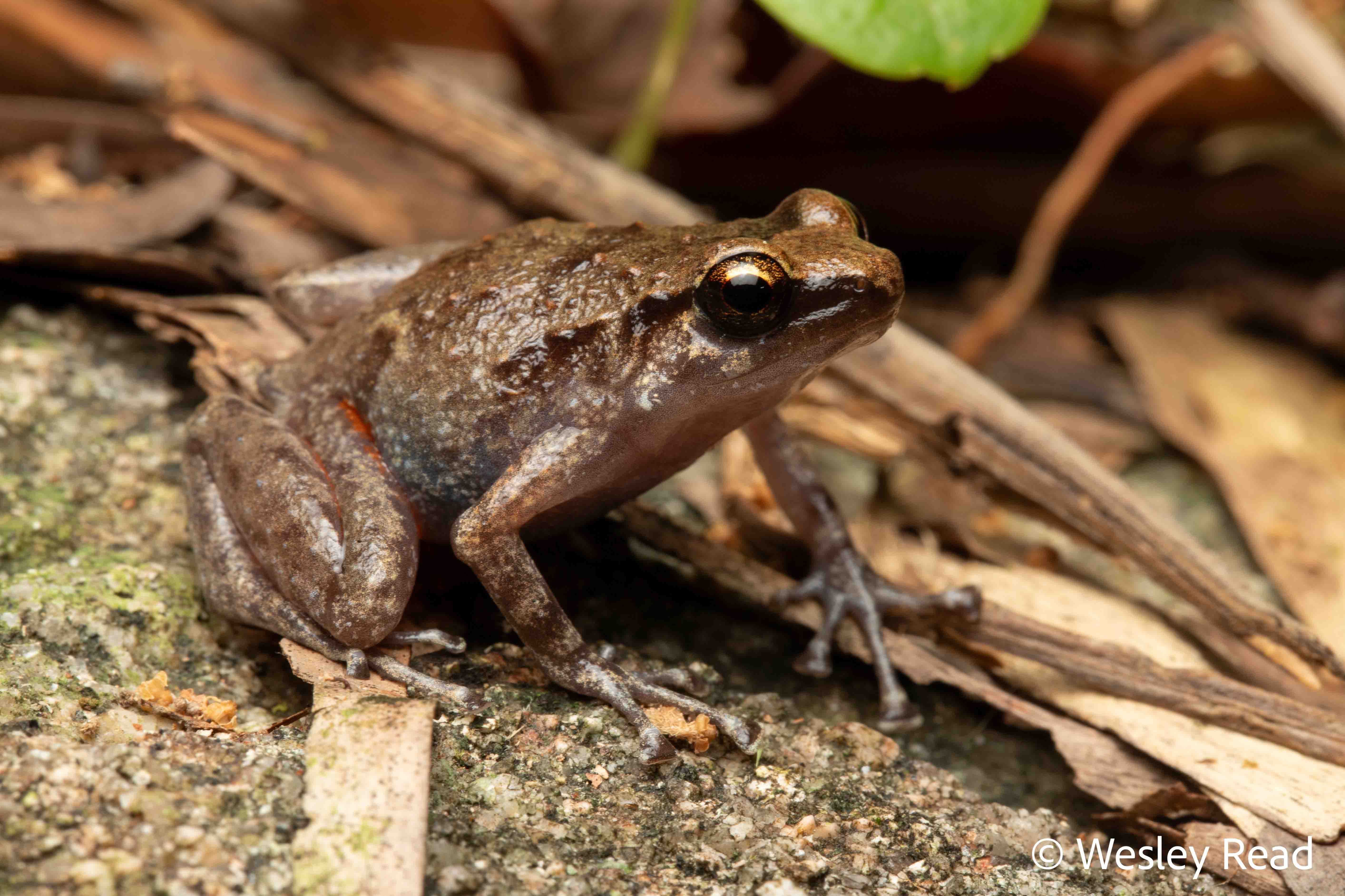 Cophixalus kulakula
