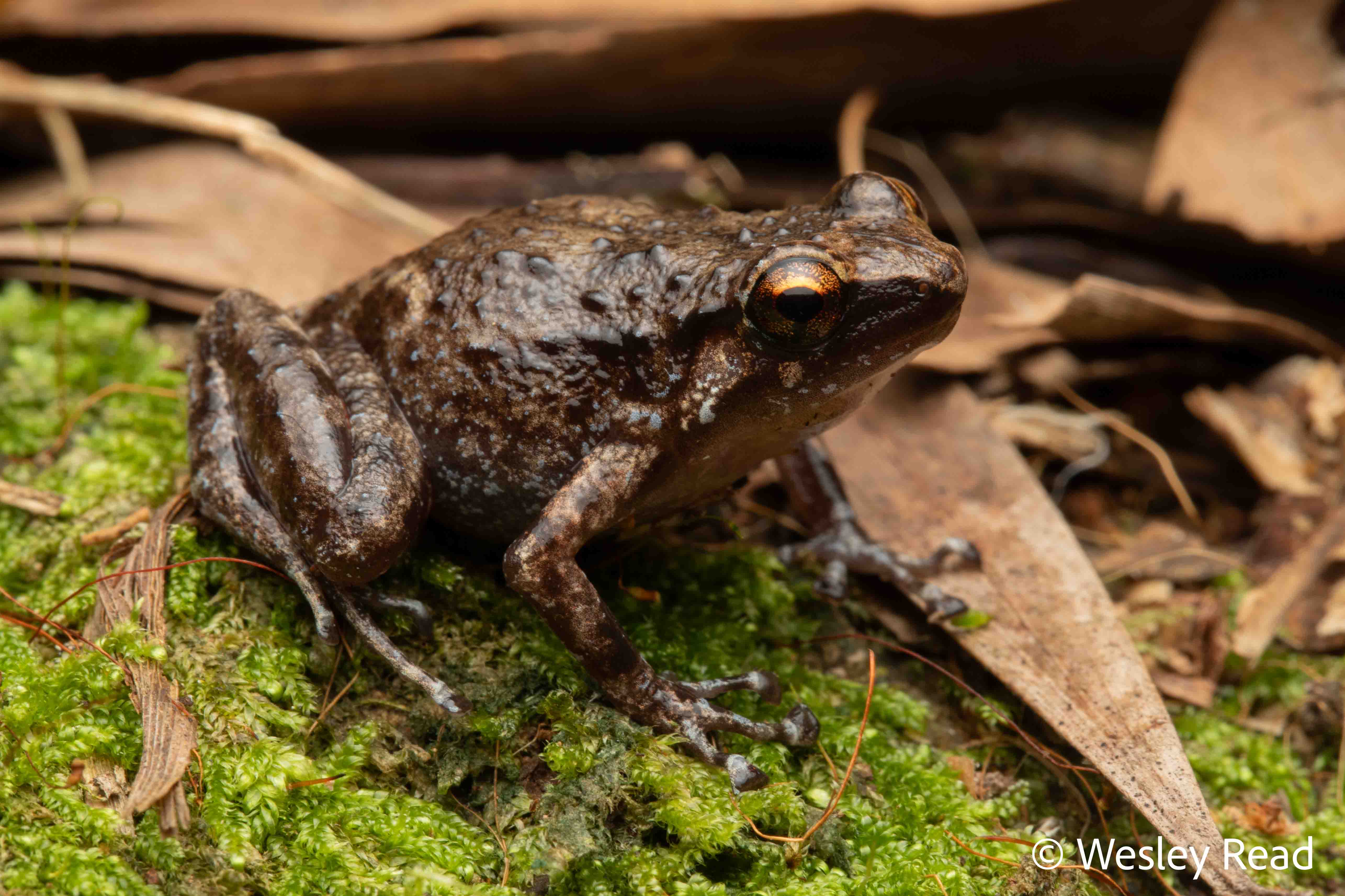 Cophixalus kulakula