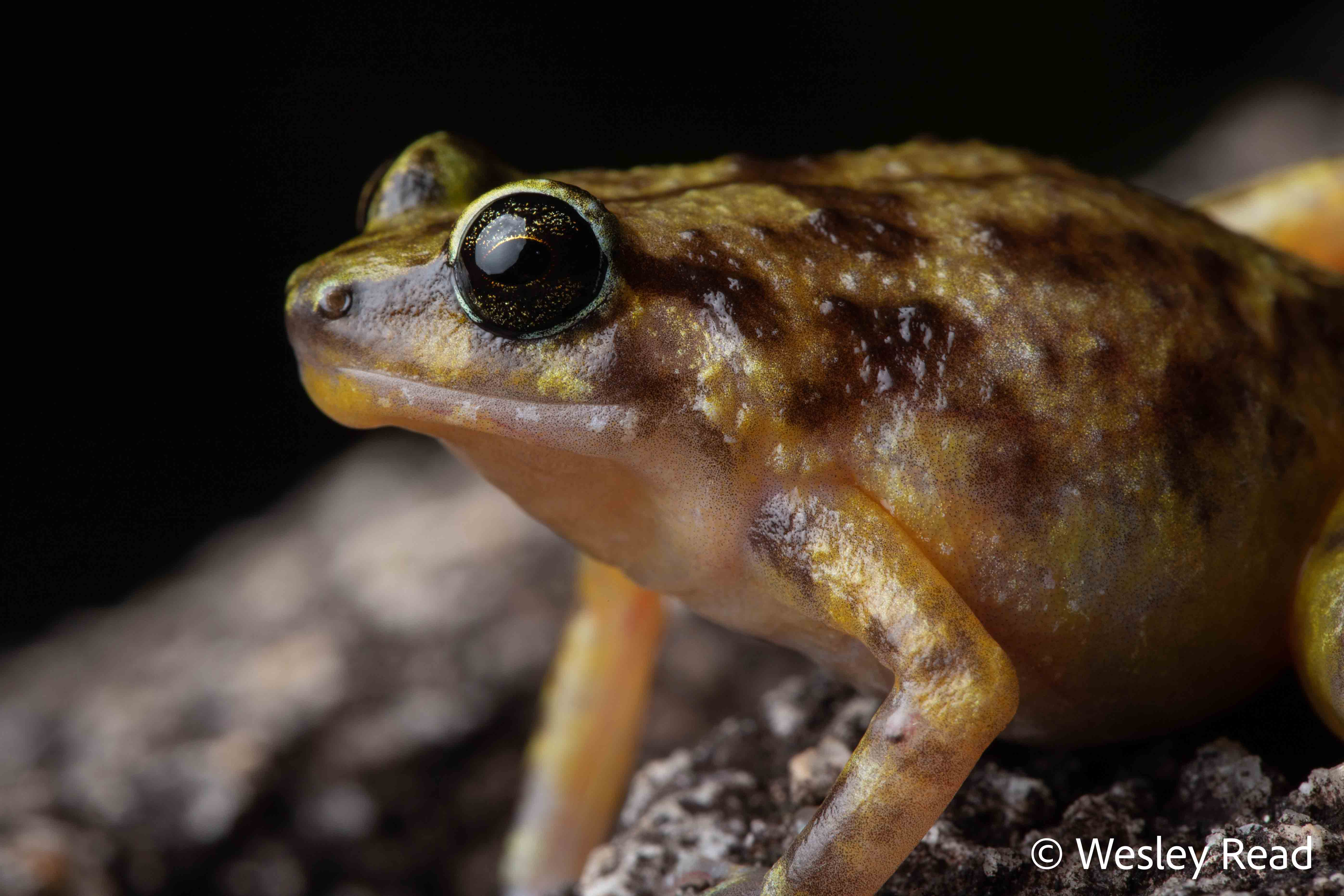 Cophixalus saxatilis