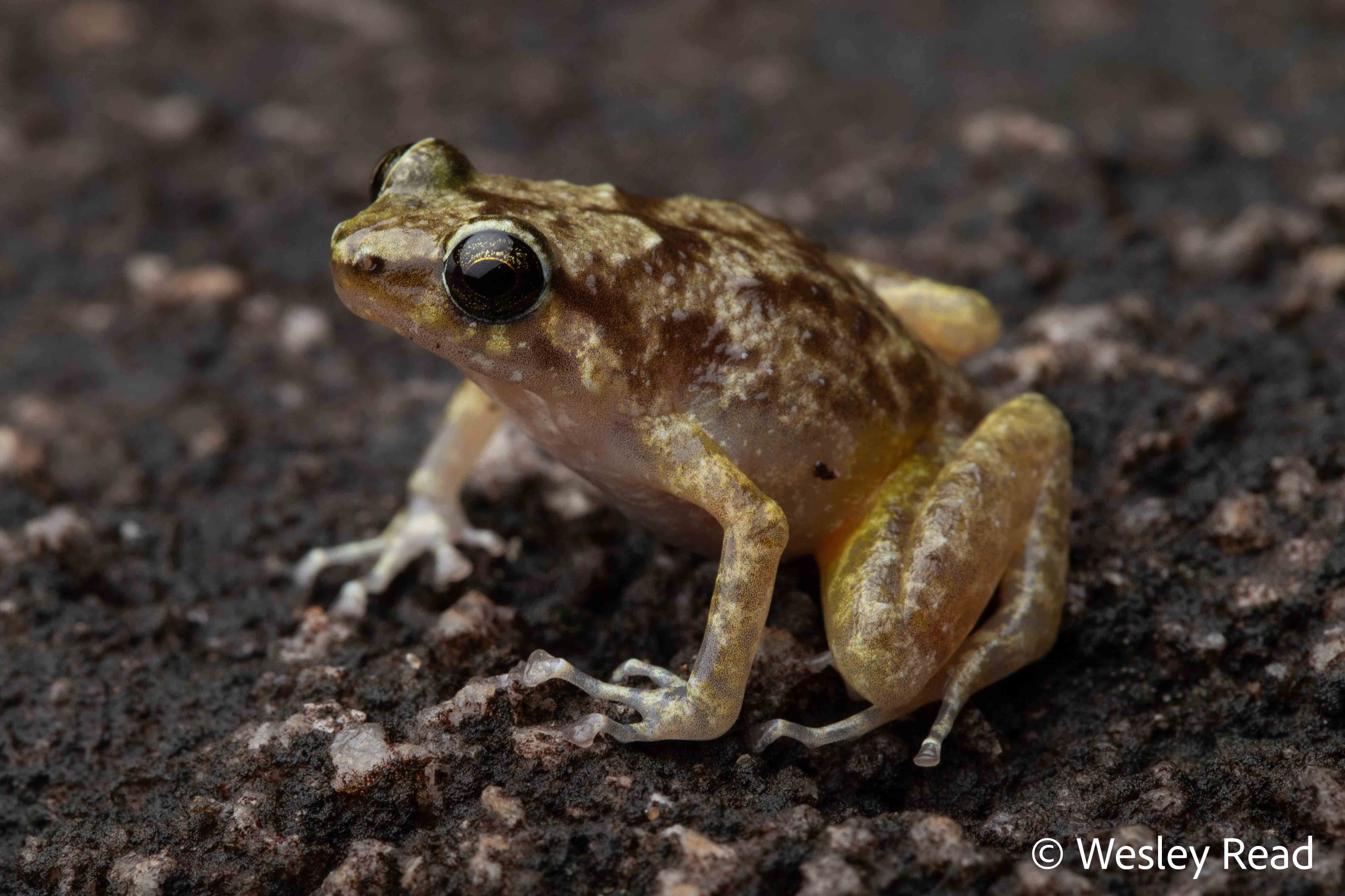 Cophixalus saxatilis