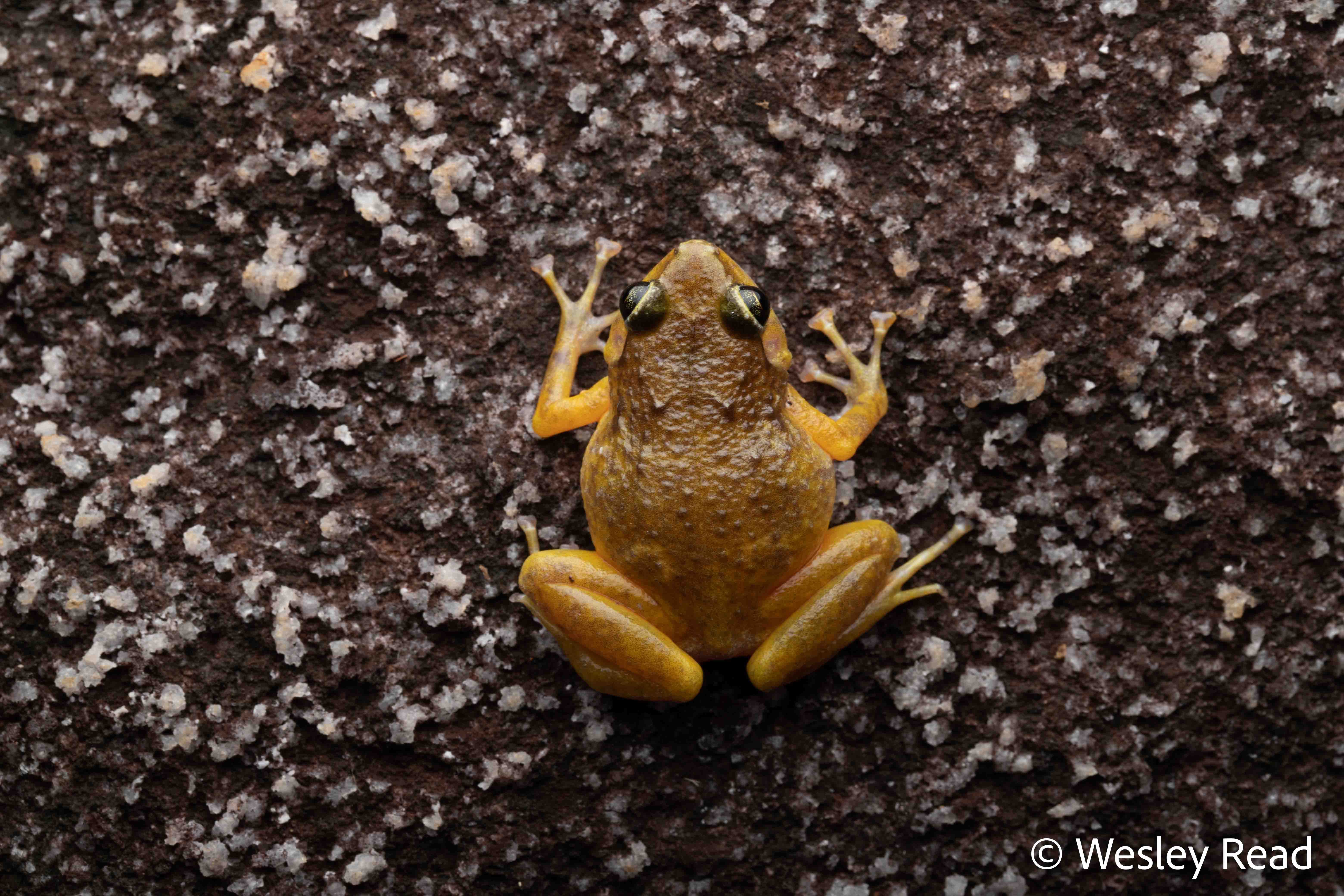 Cophixalus saxatilis