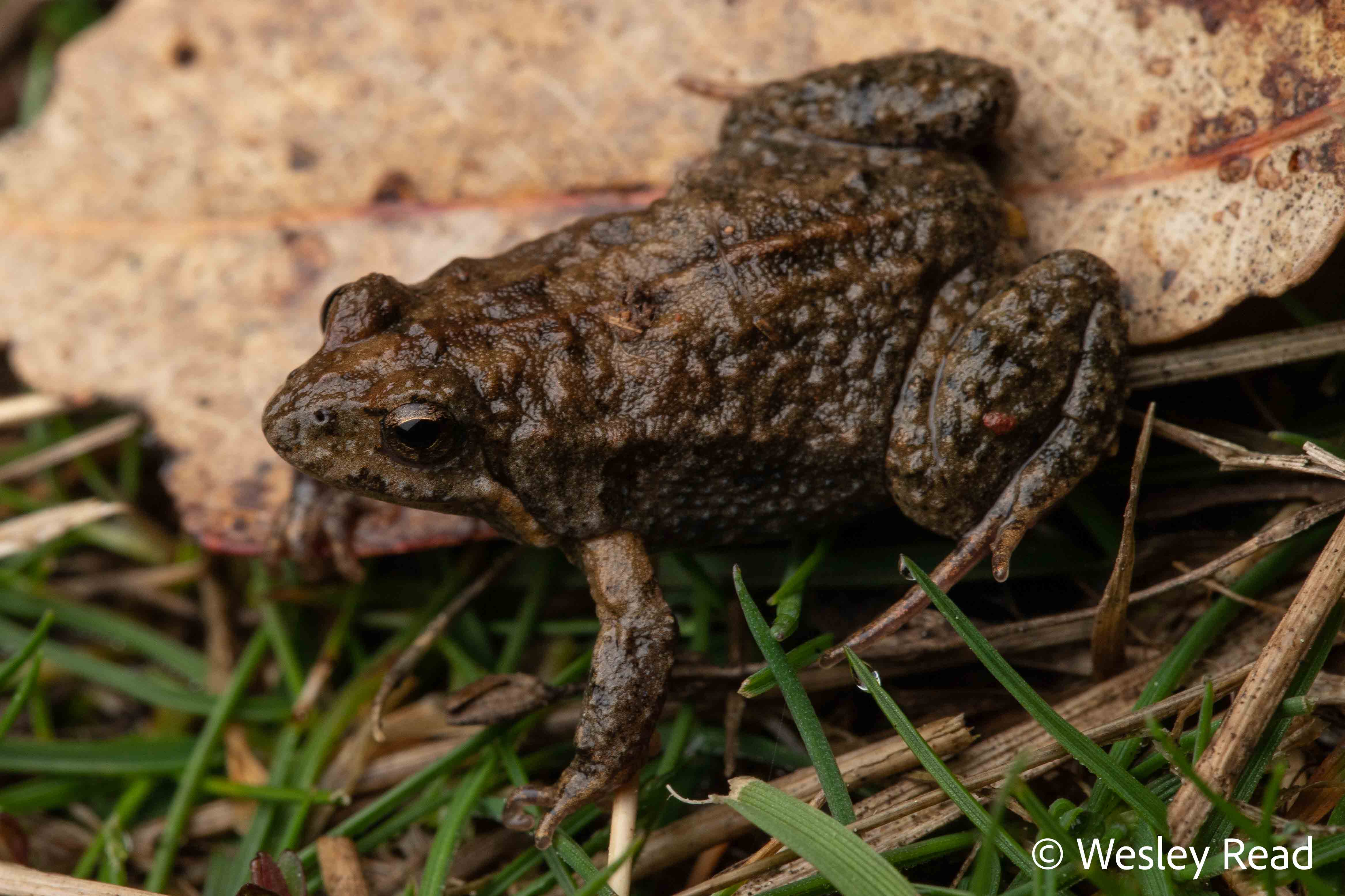 Crinia signifera