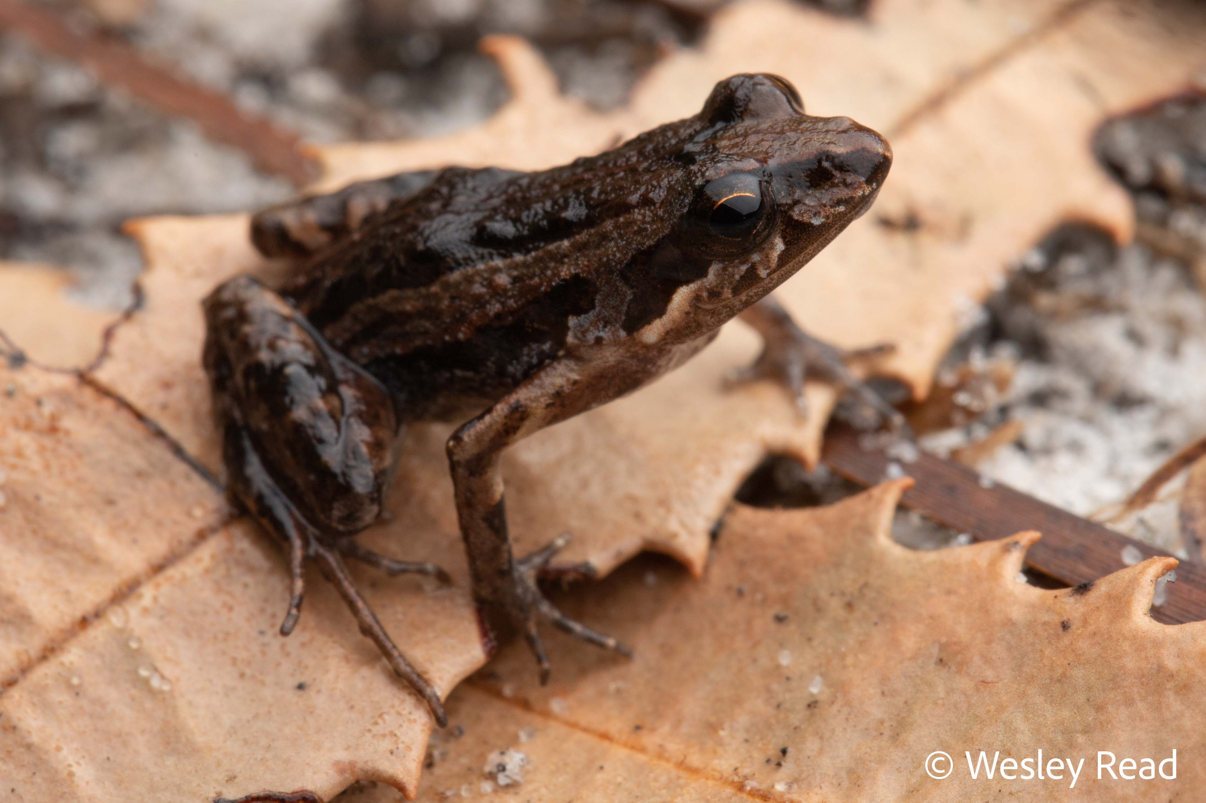 Crinia tinnula