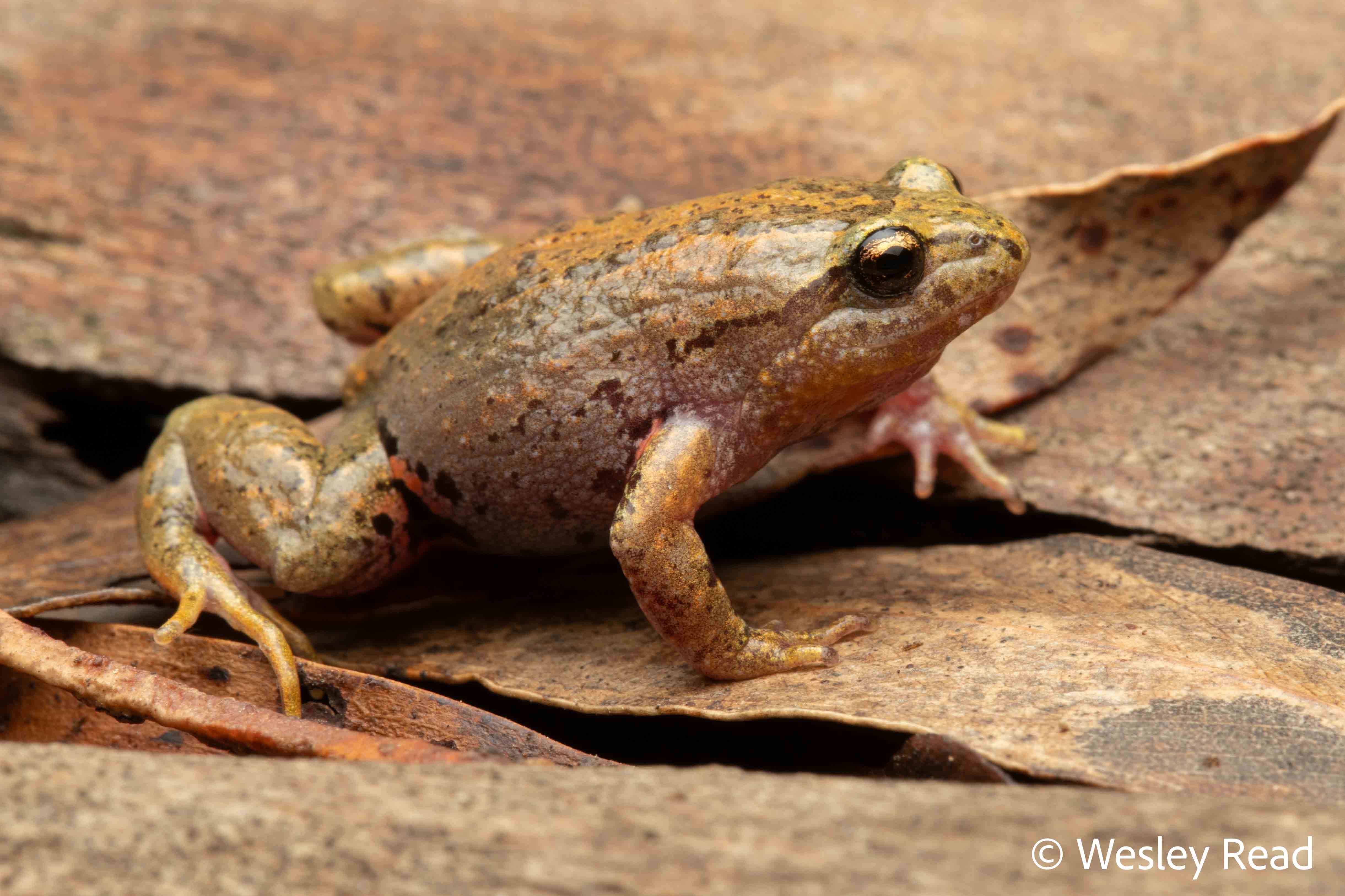 Geocrinia victoriana