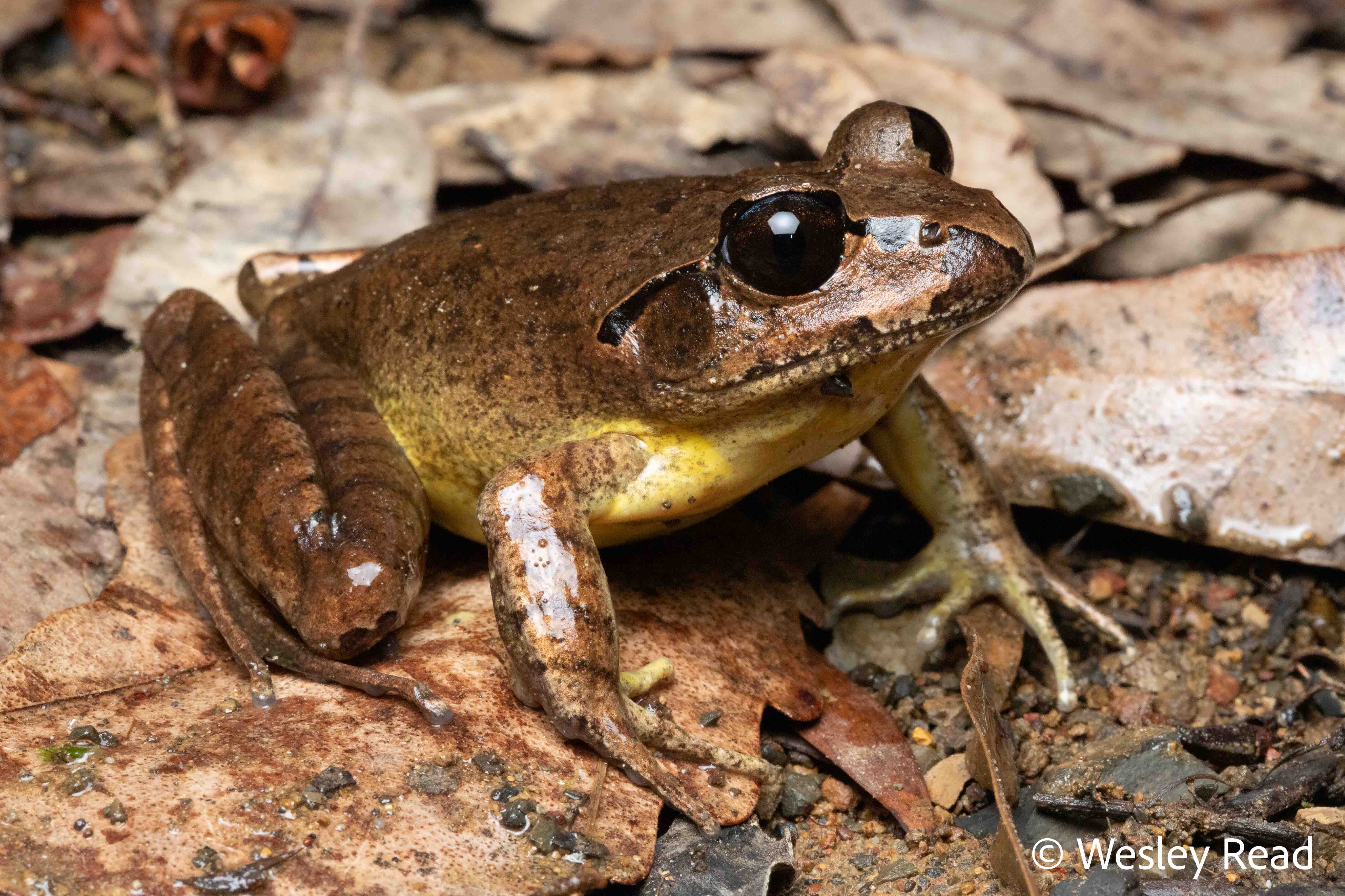 Mixophyes australis