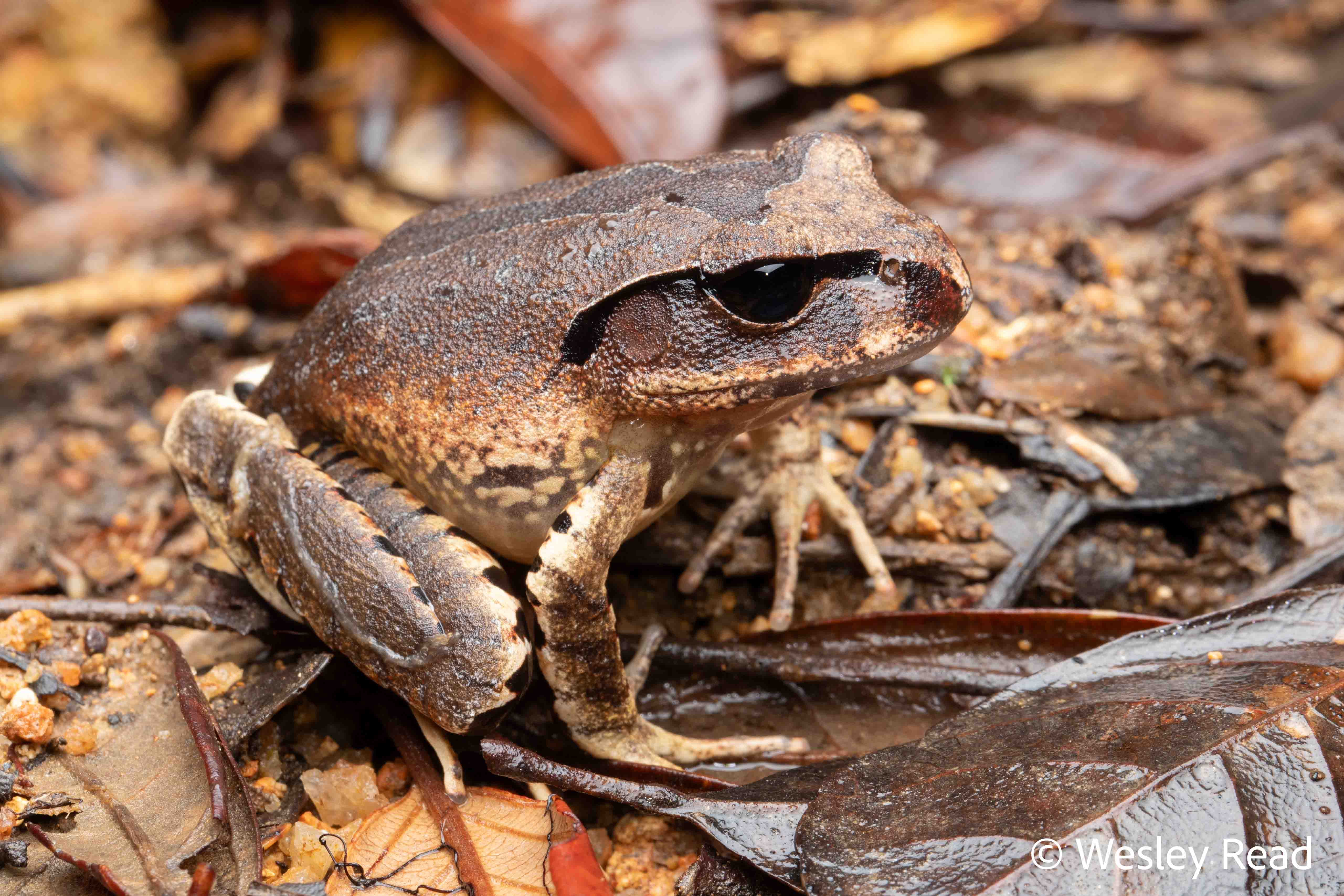 Mixophyes carbinensis