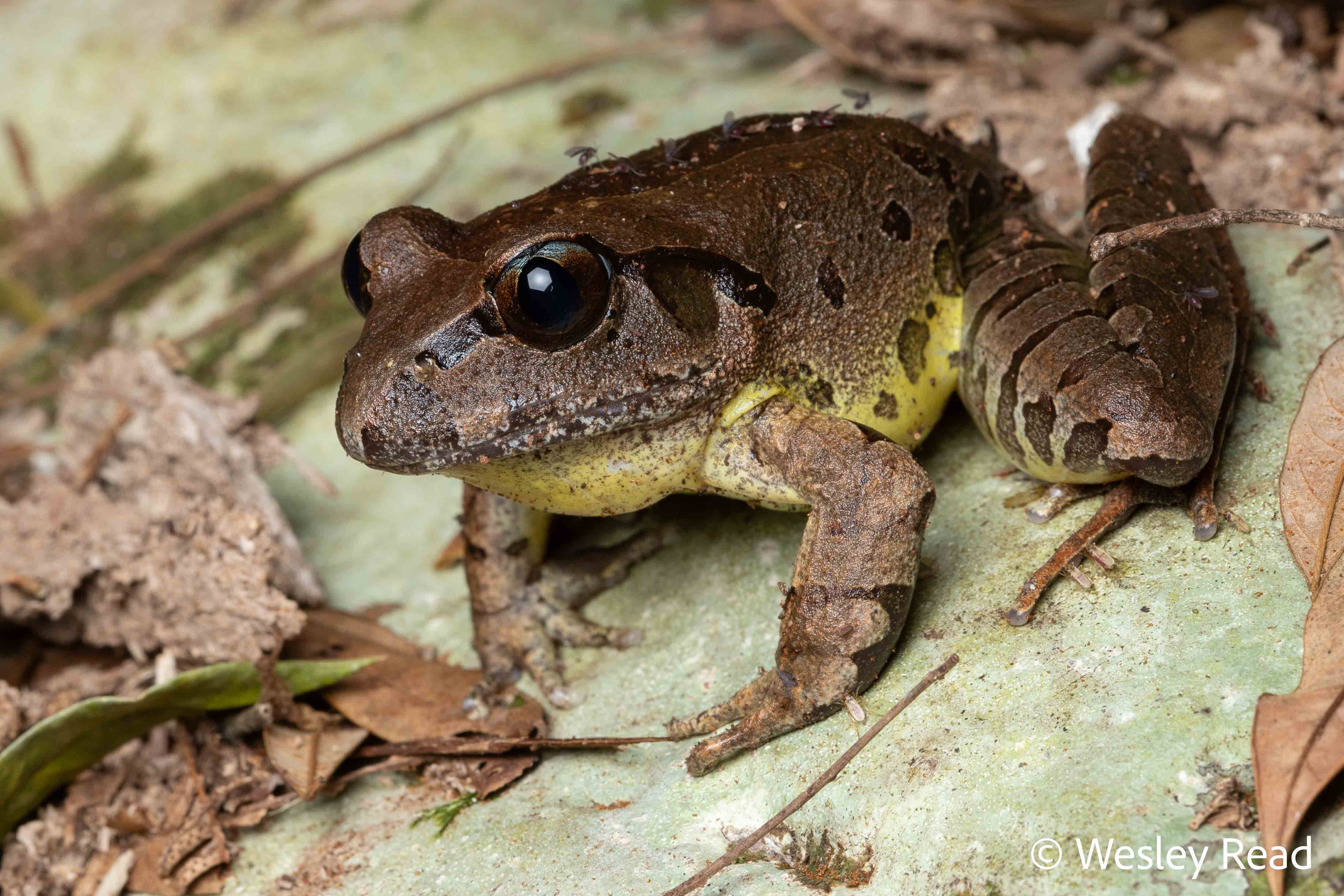 Mixophyes fleayi