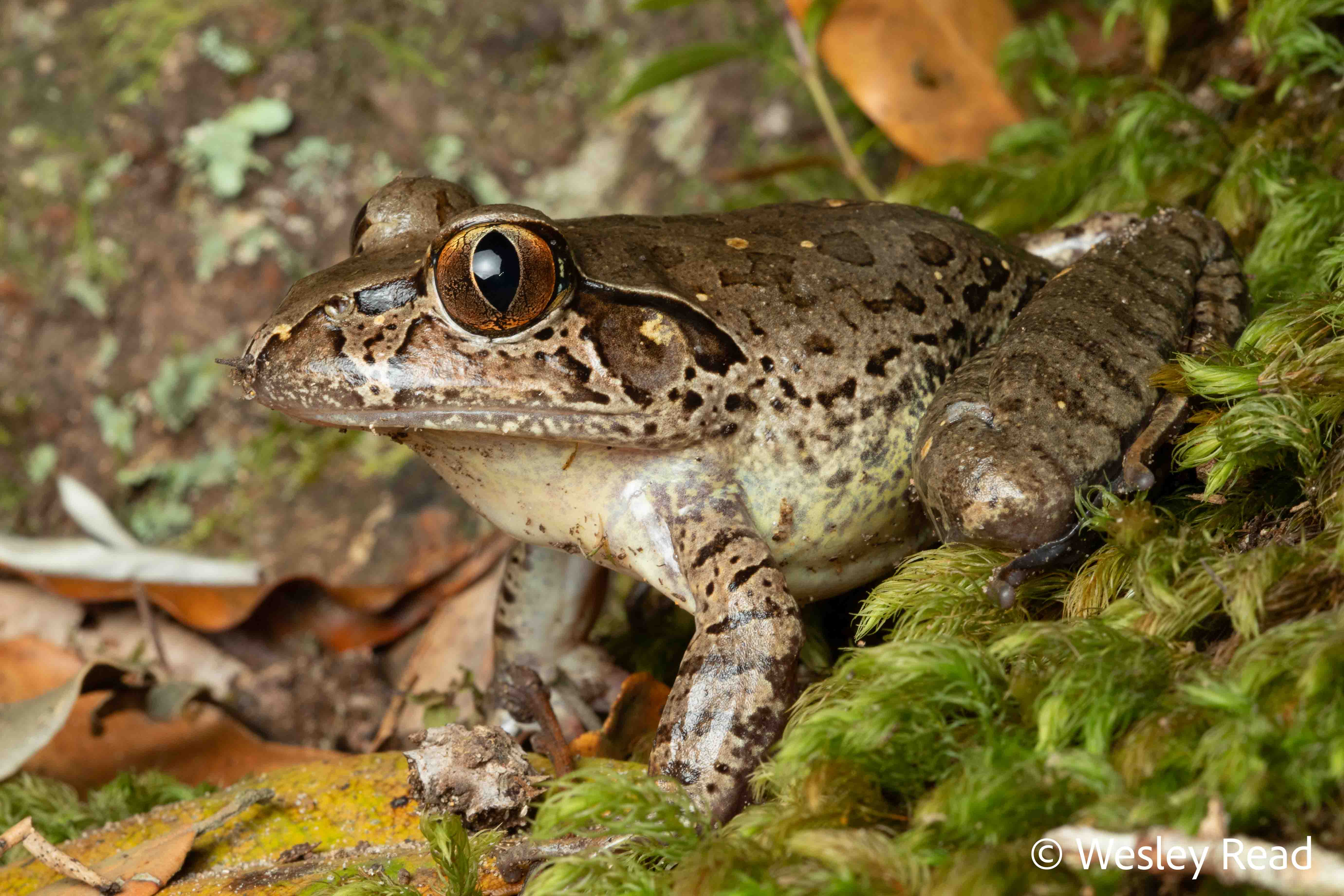 Mixophyes iteratus