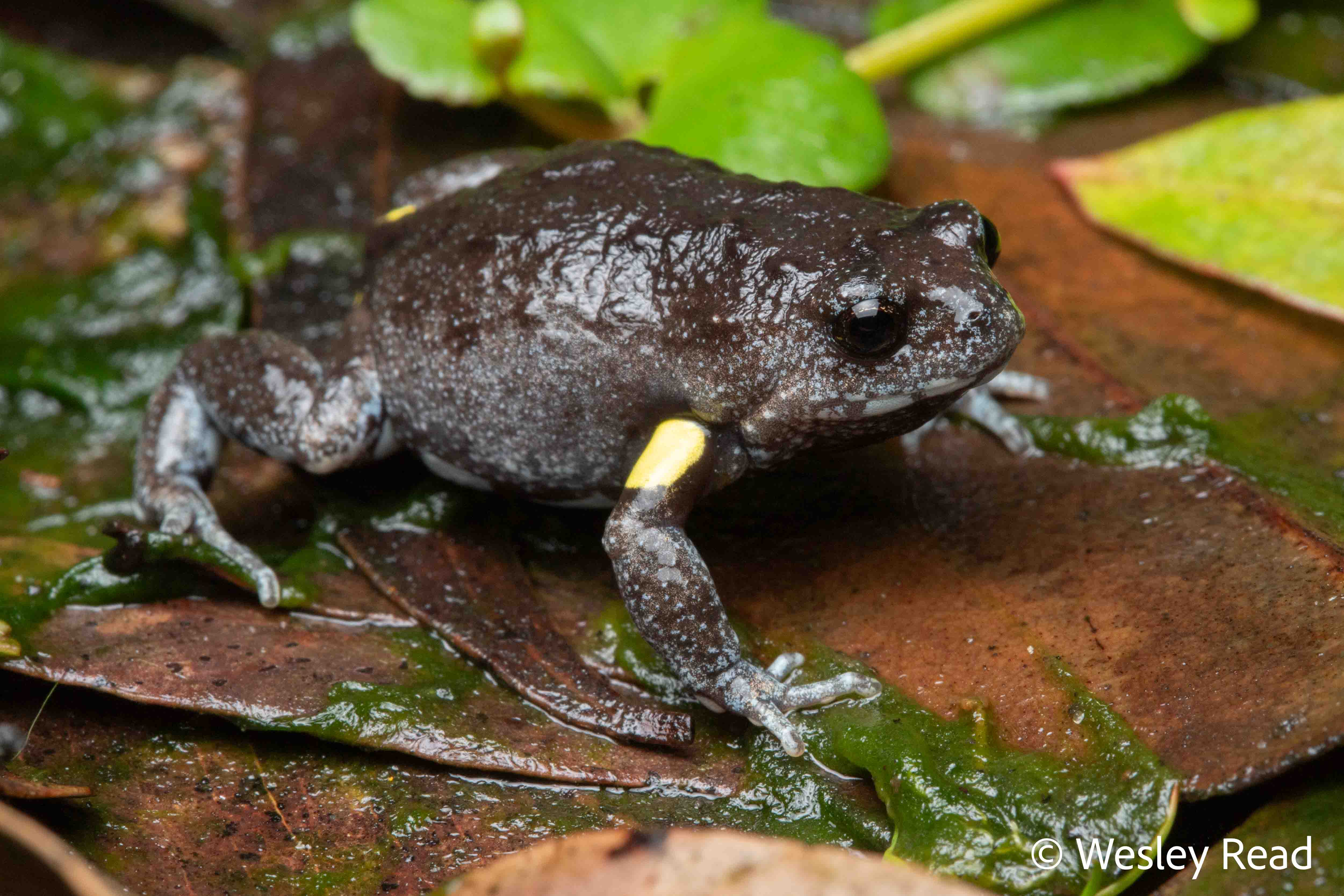 Pseudophryne bibronii