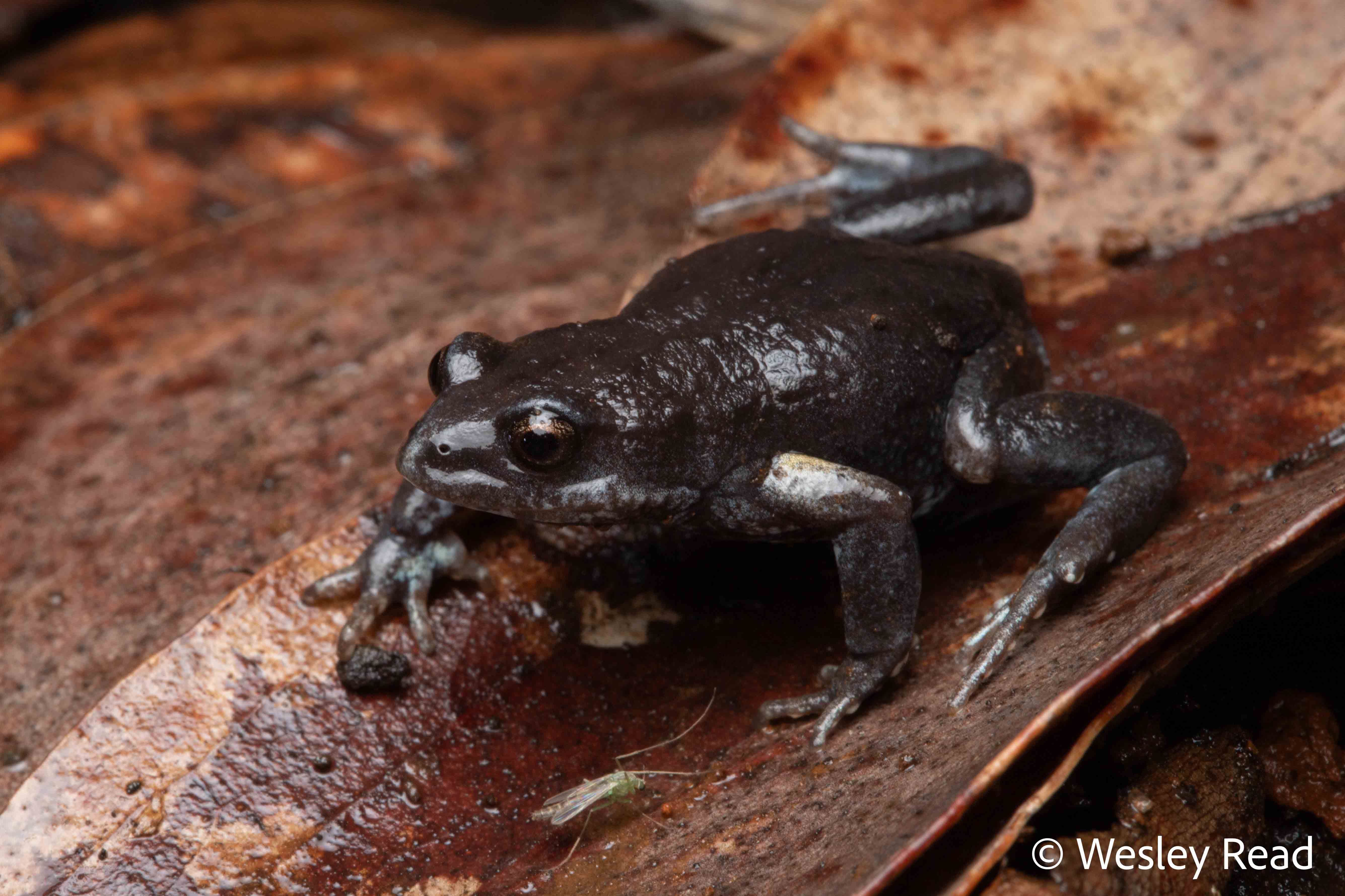 Pseudophryne bibronii