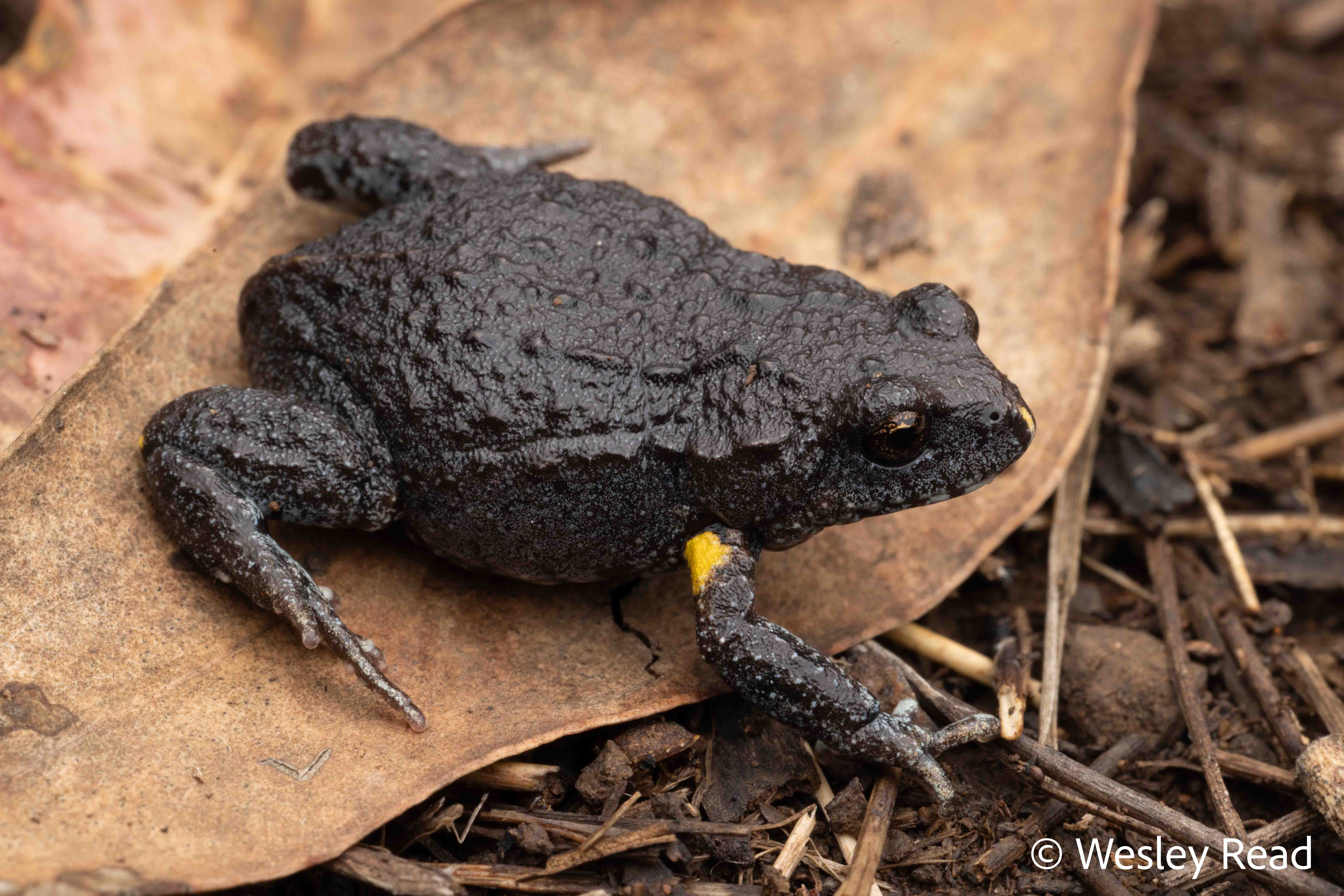 Pseudophryne bibronii