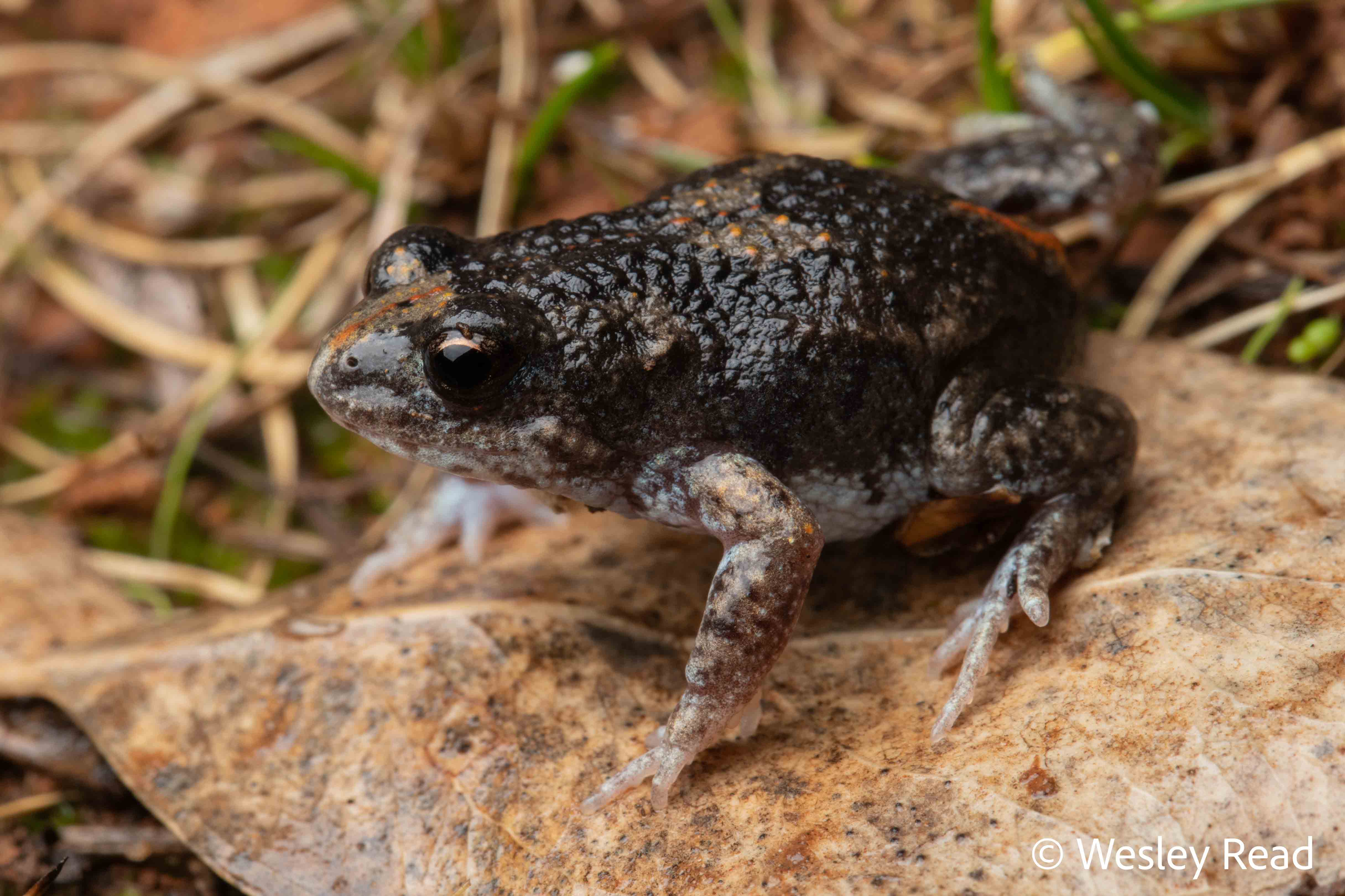 Pseudophryne guentheri