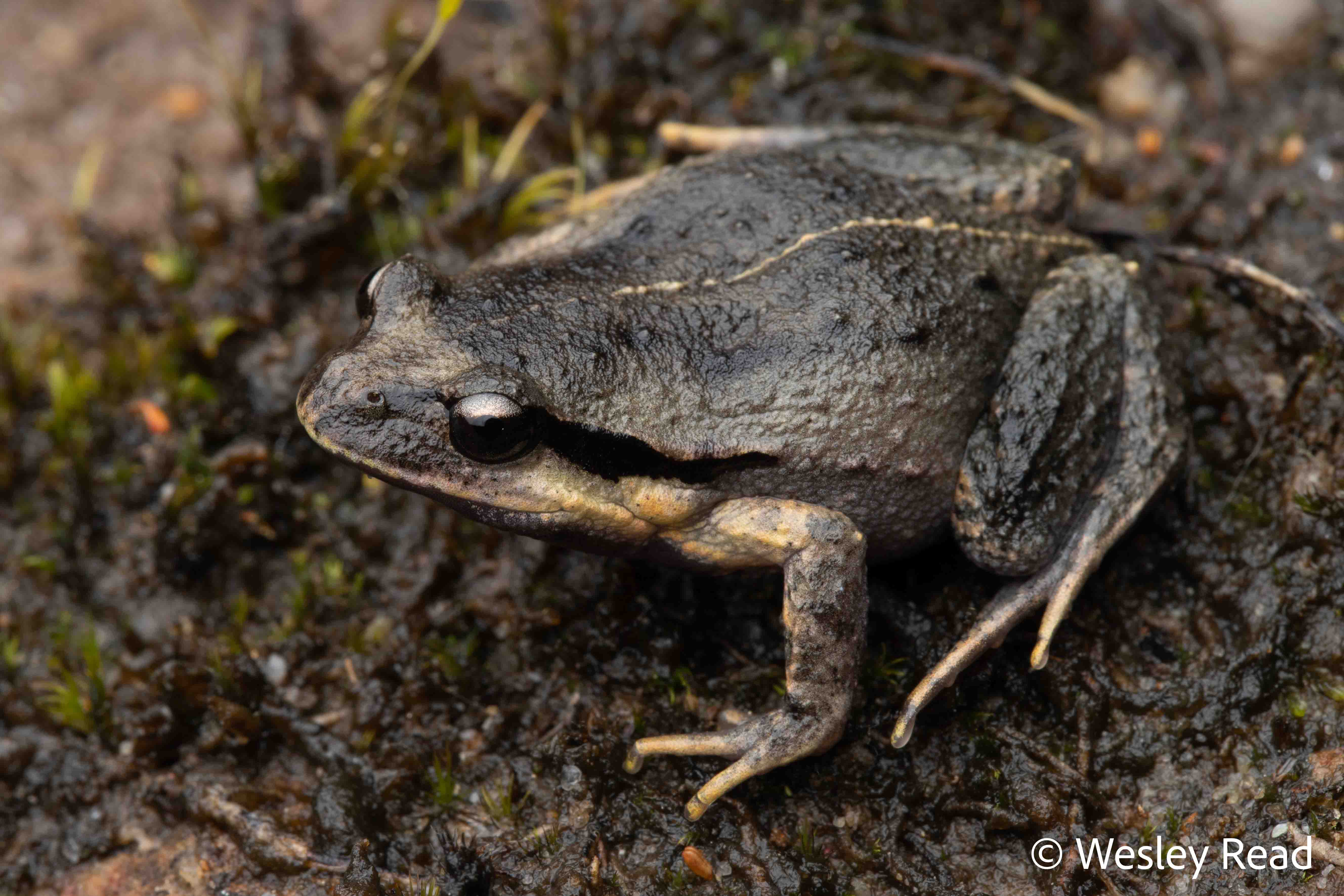 Paracrinia haswelli