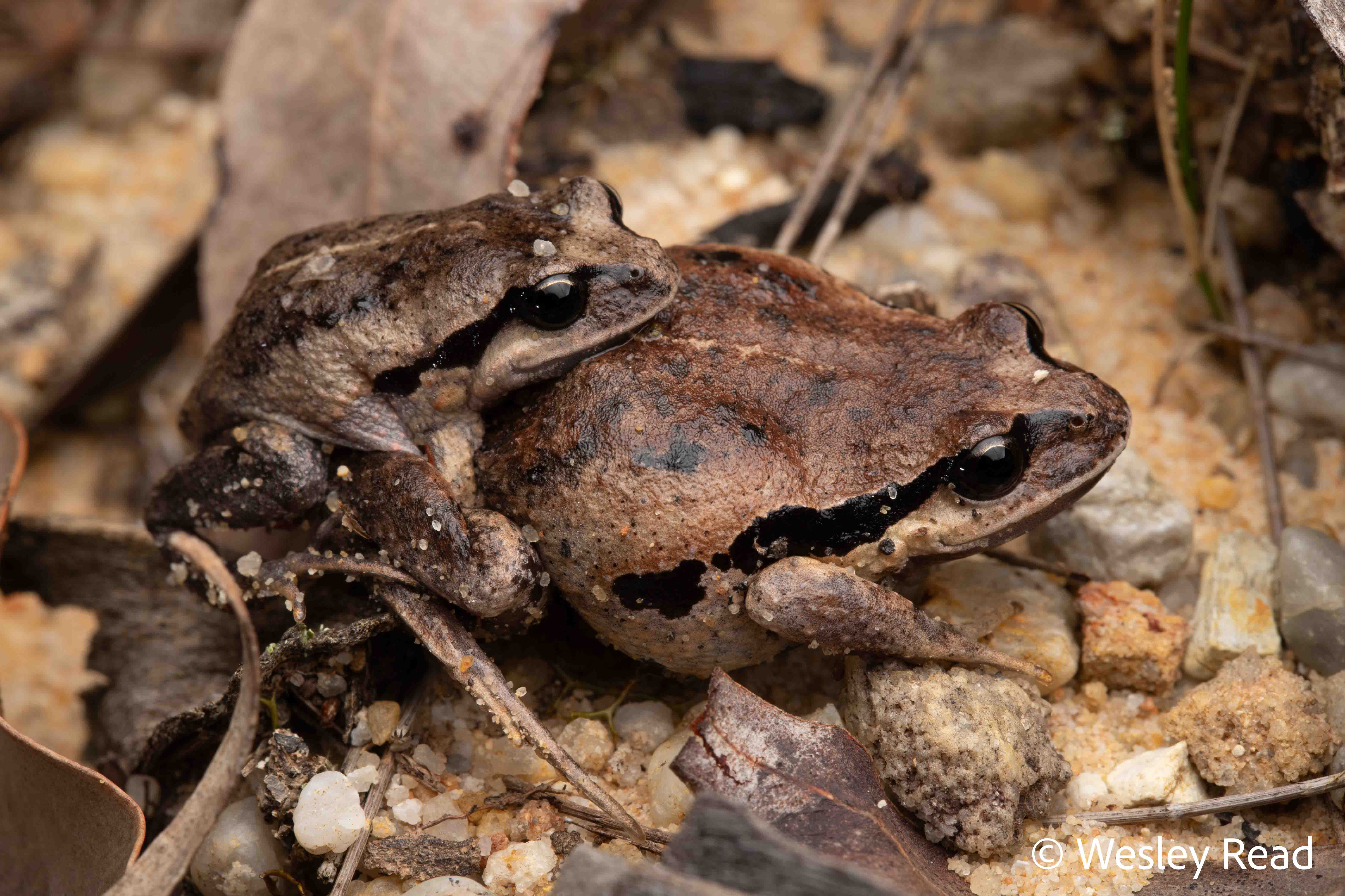 Paracrinia haswelli