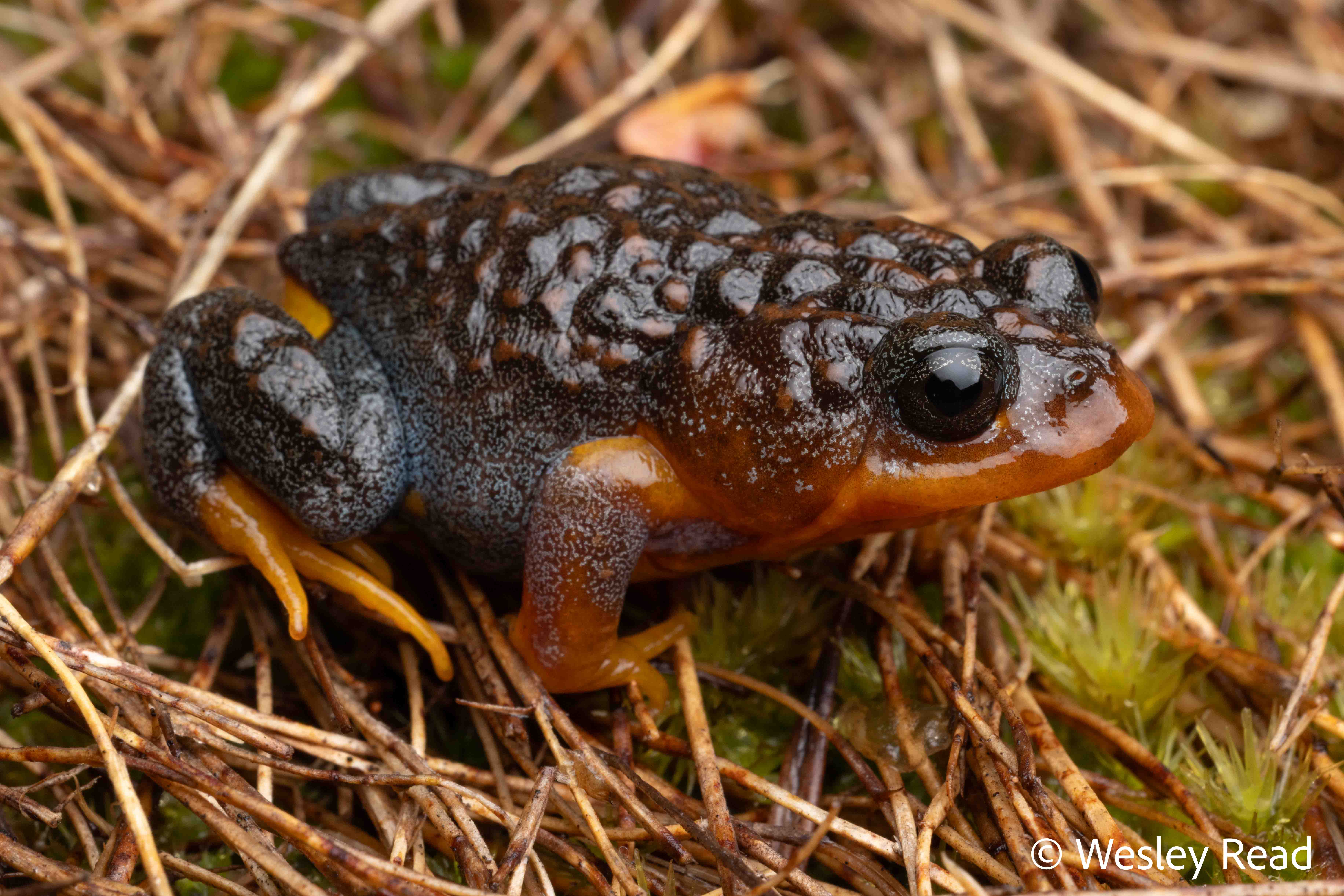 Spicospina flammocaerulea