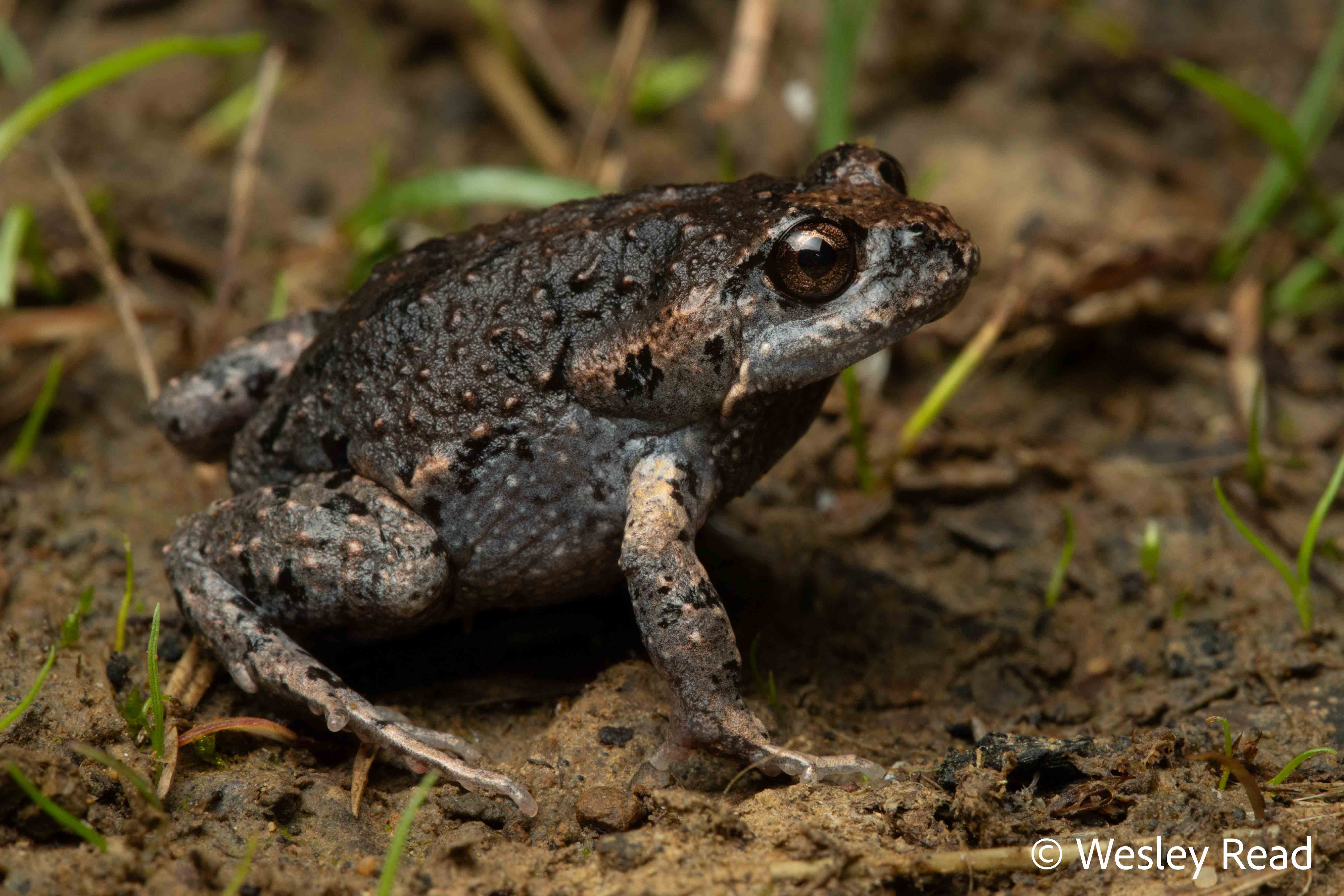 Uperoleia fusca