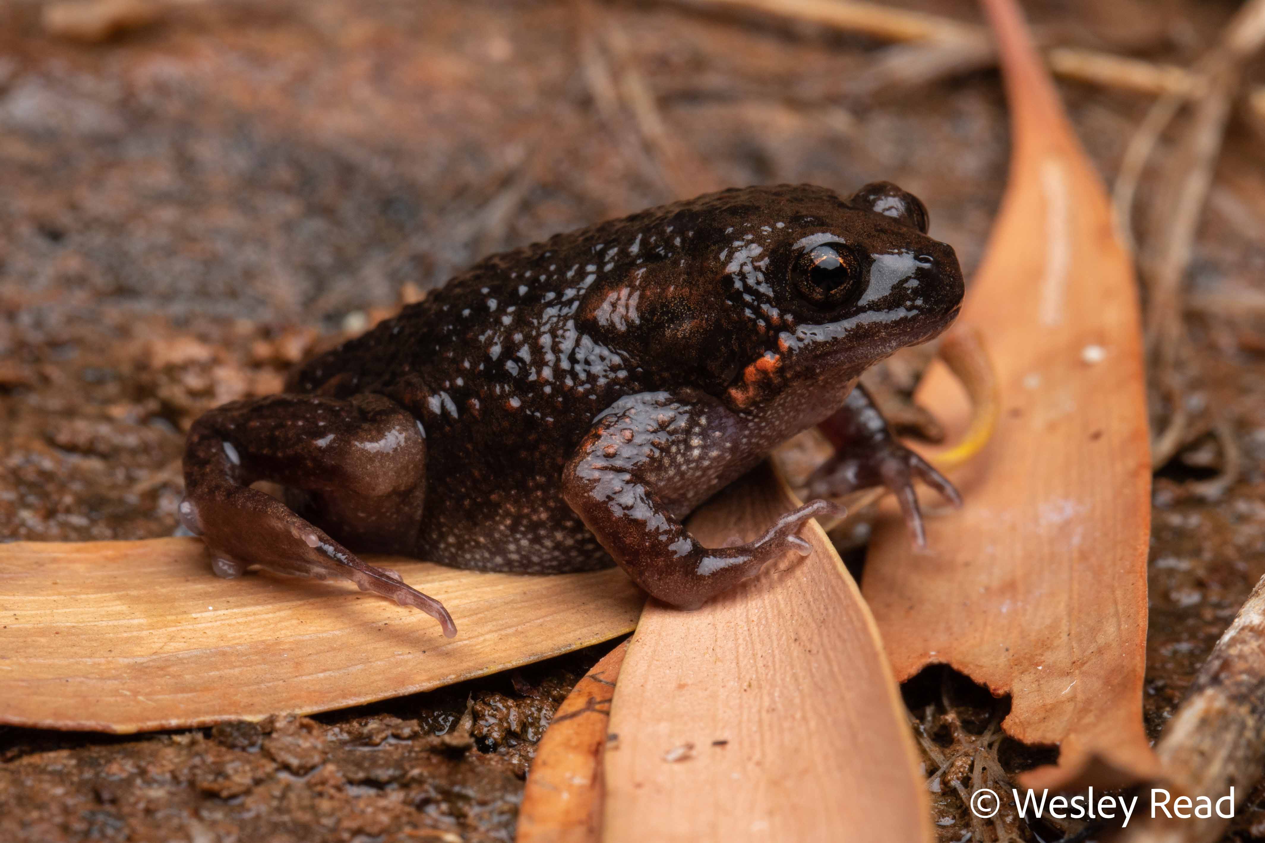Uperoleia saxatilis