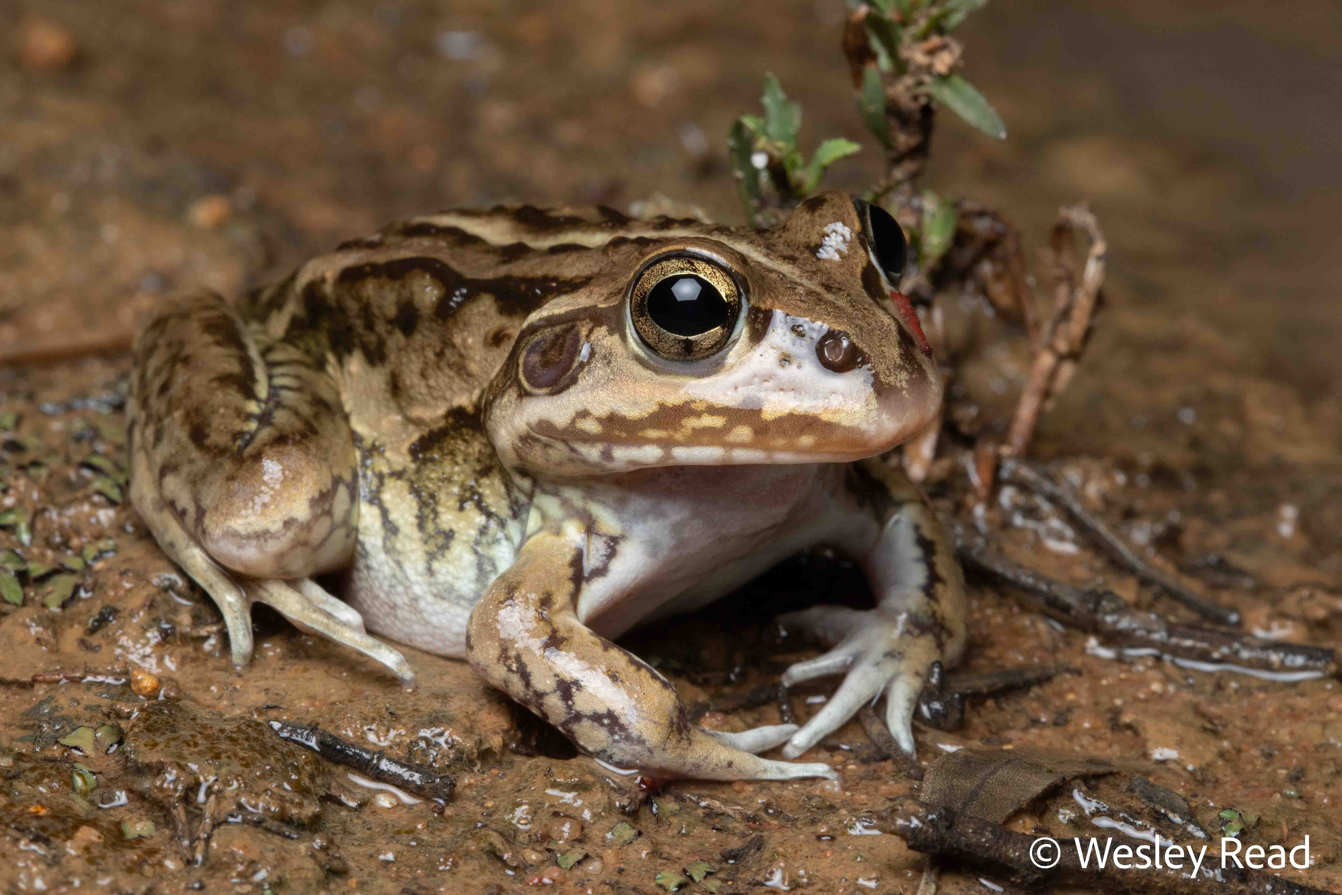 Cyclorana alboguttata