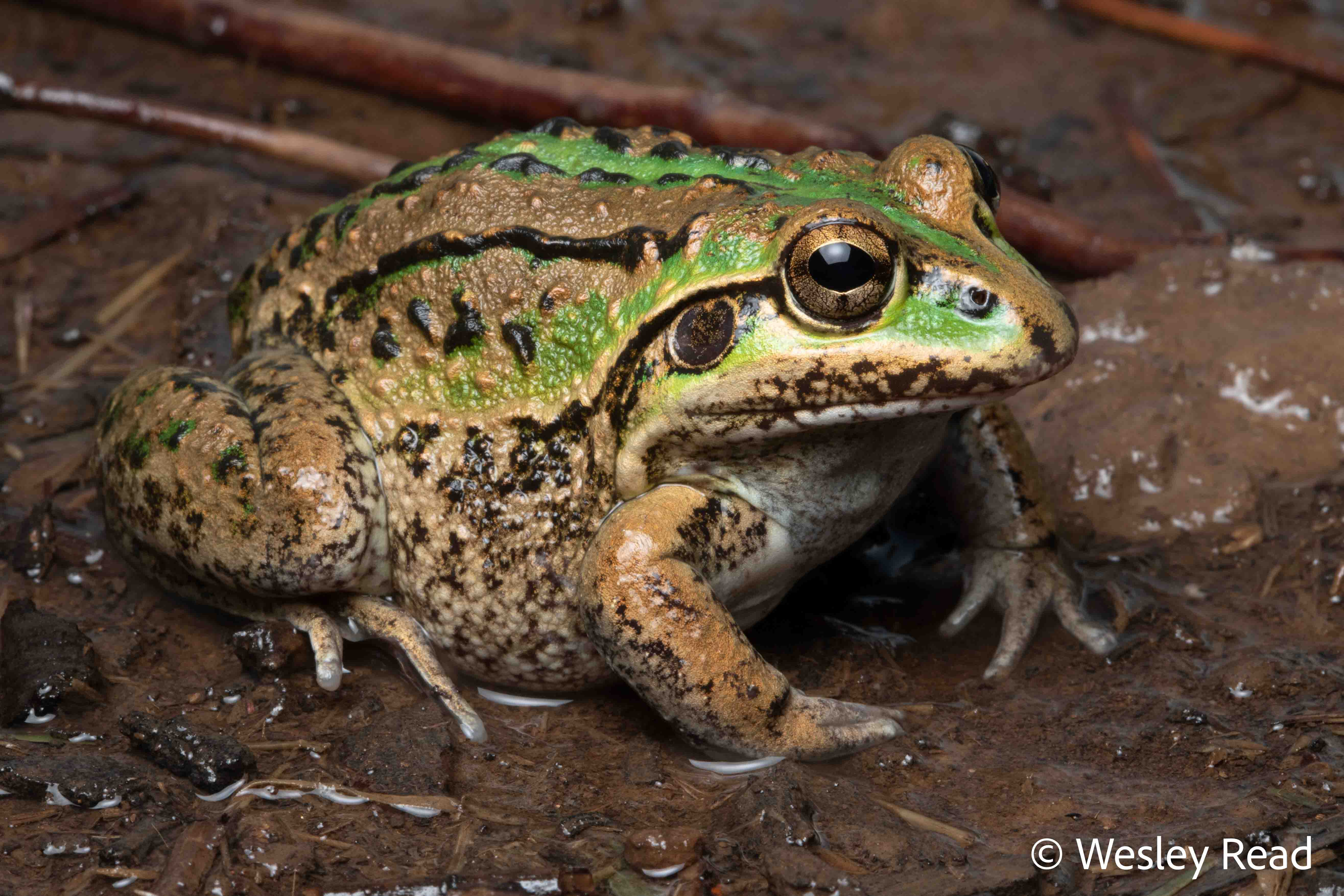 Cyclorana alboguttata