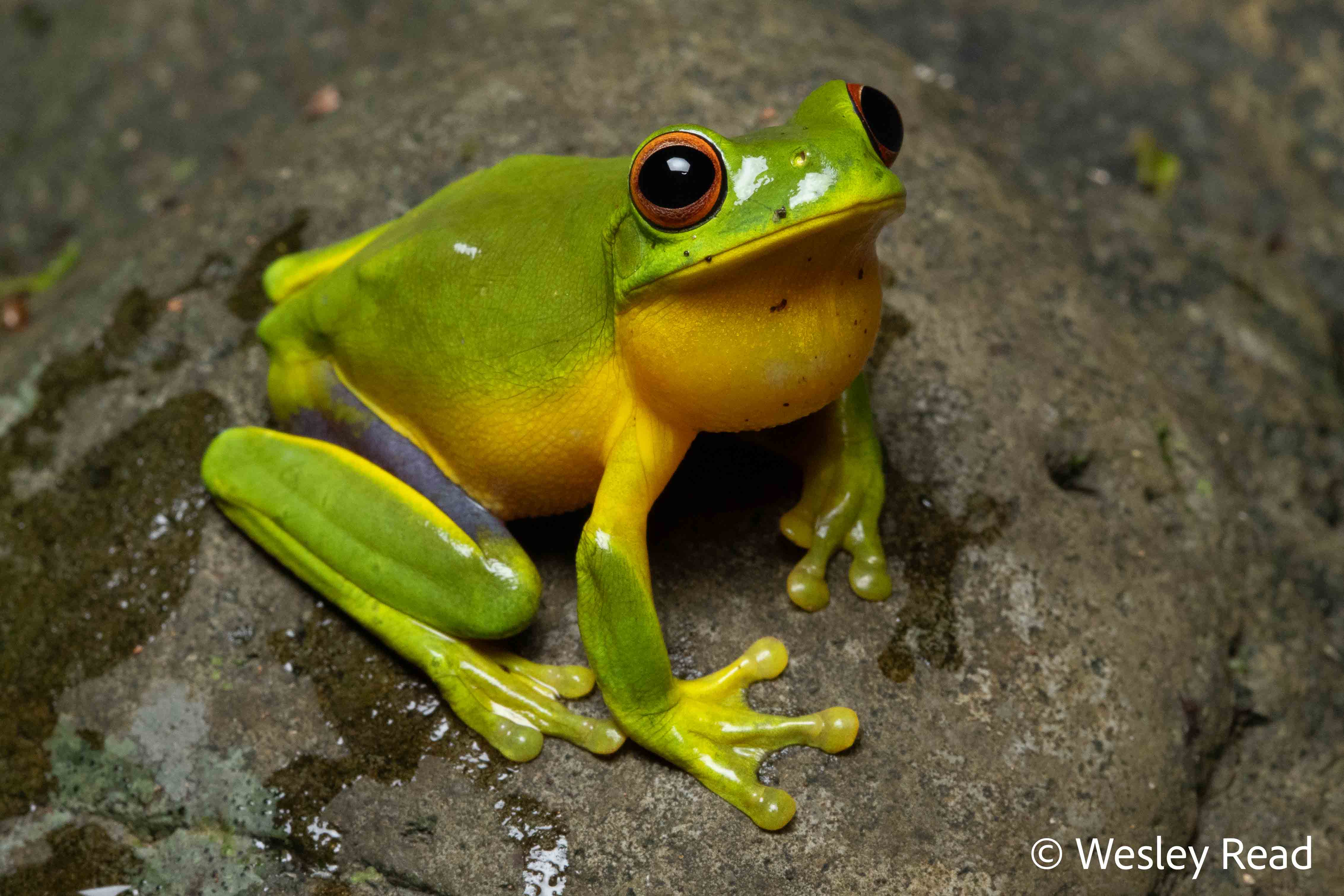Chlorohyla chloris