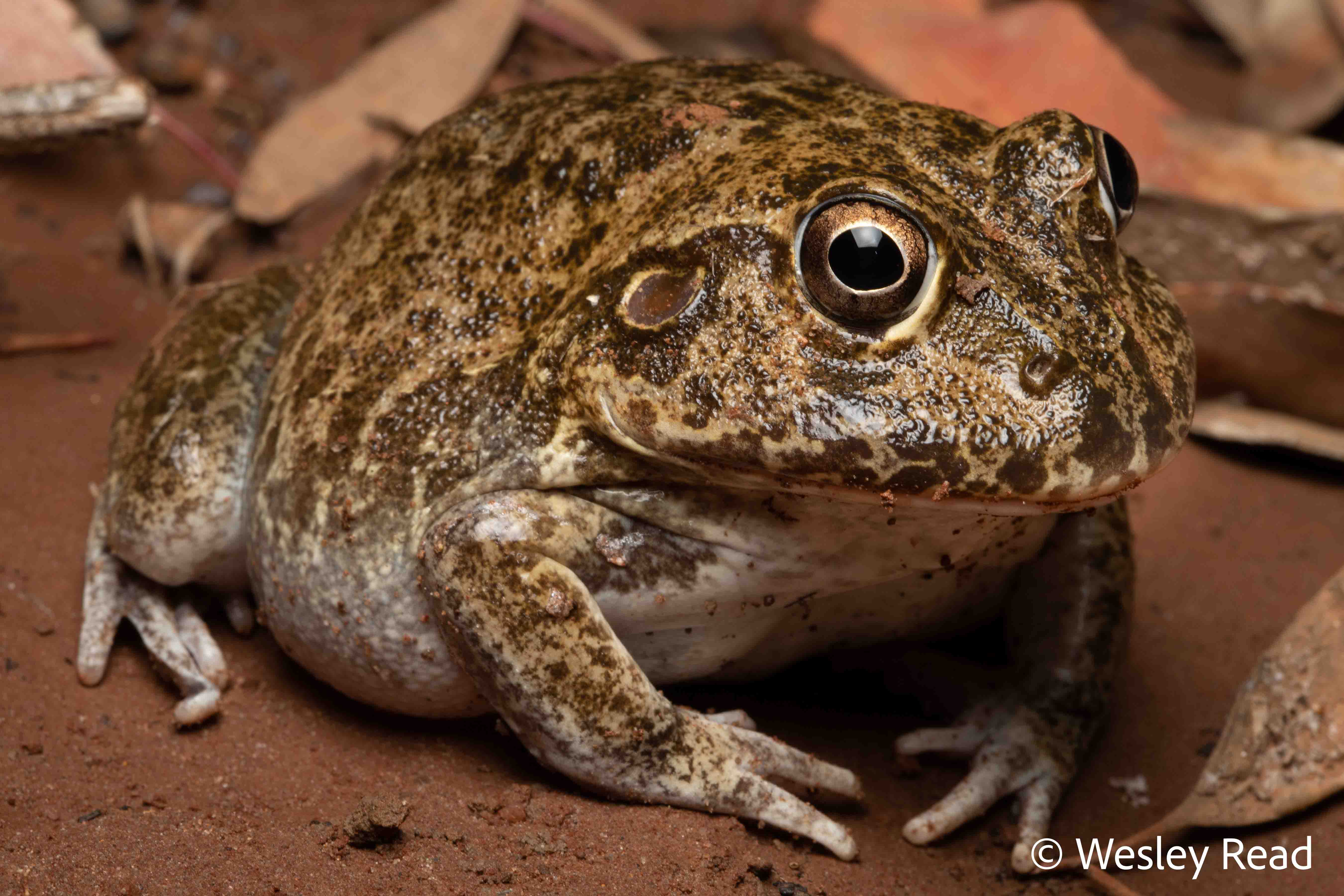 Cyclorana novaehollandiae
