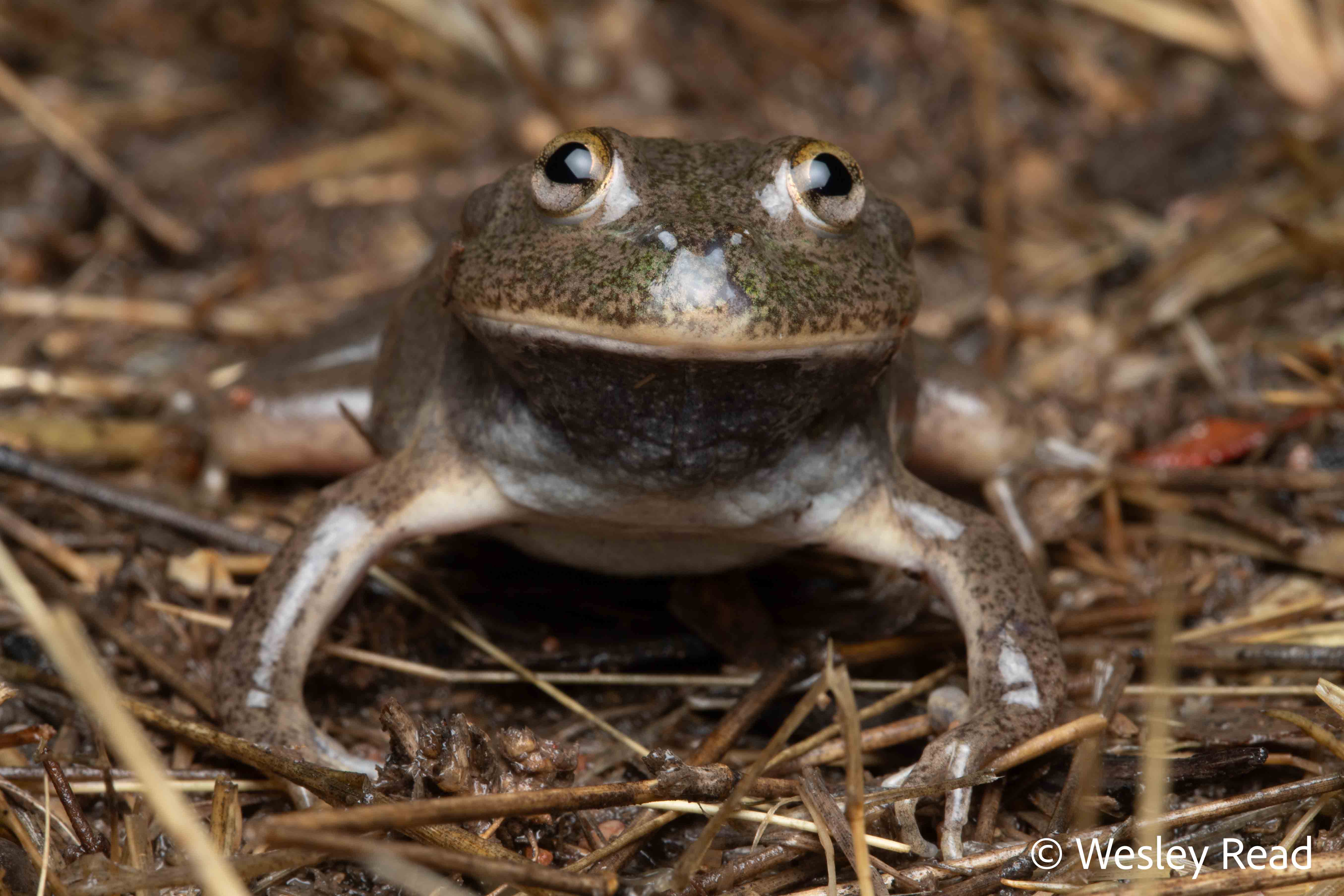 Cyclorana platycephalus