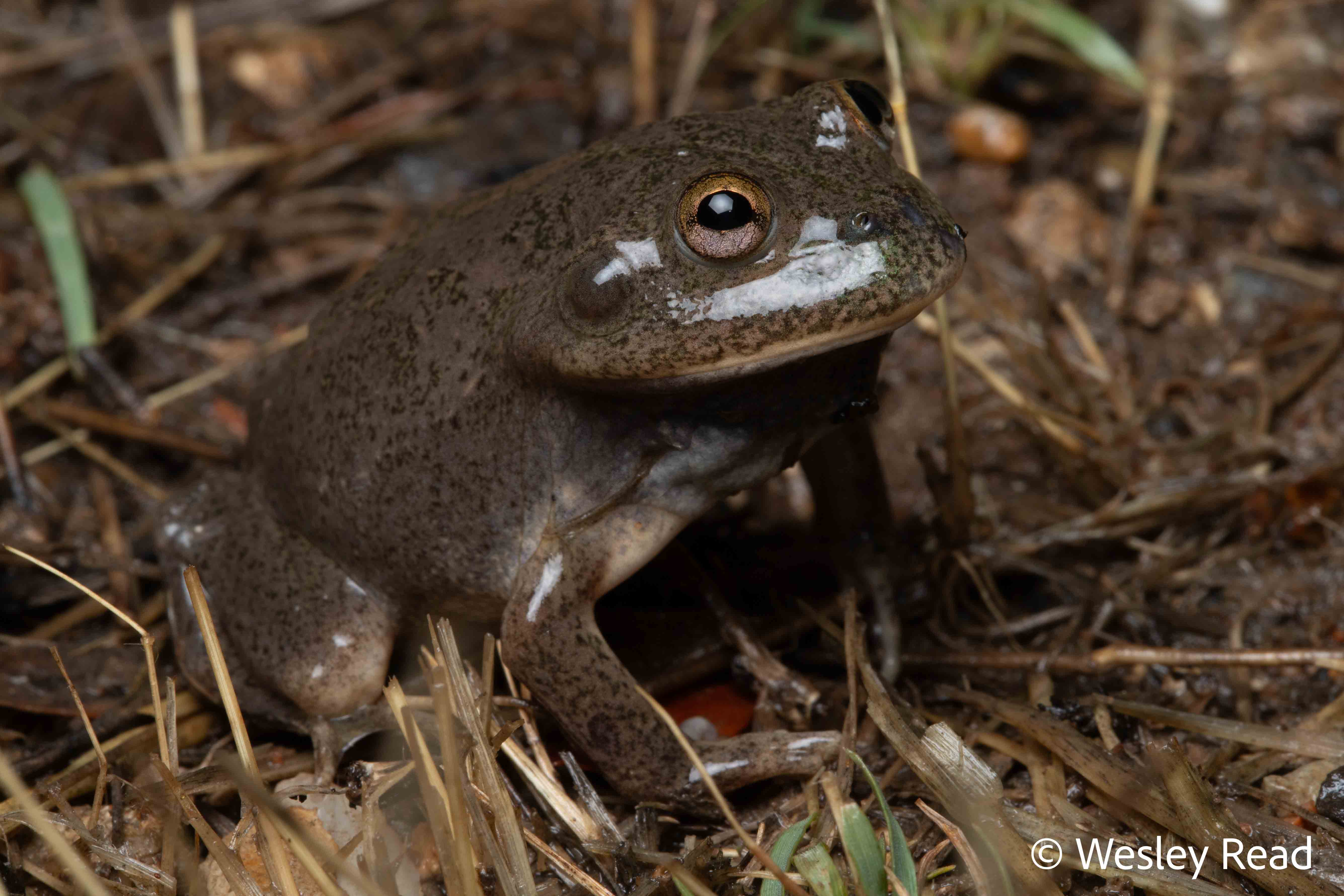Cyclorana platycephalus