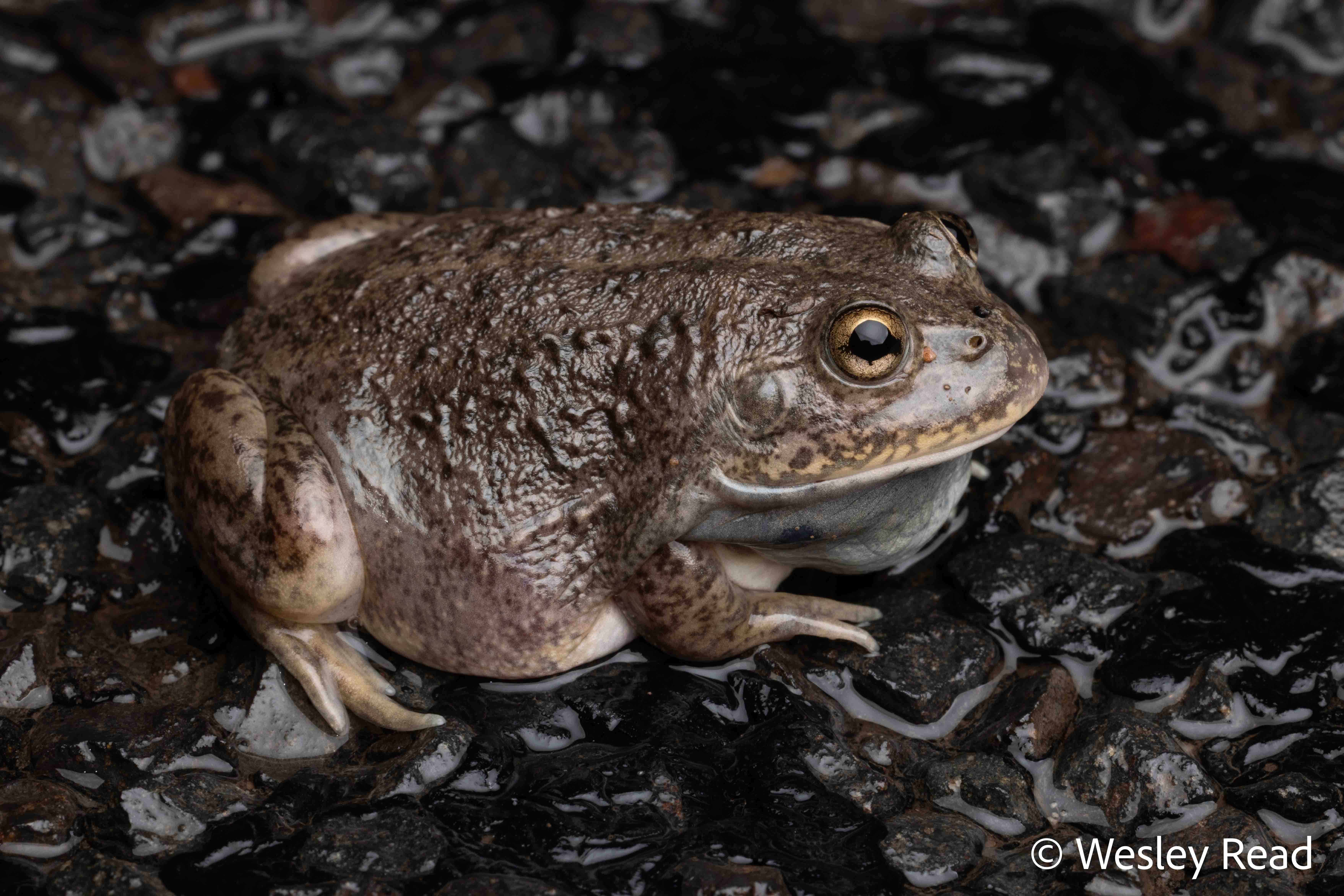 Cyclorana platycephalus