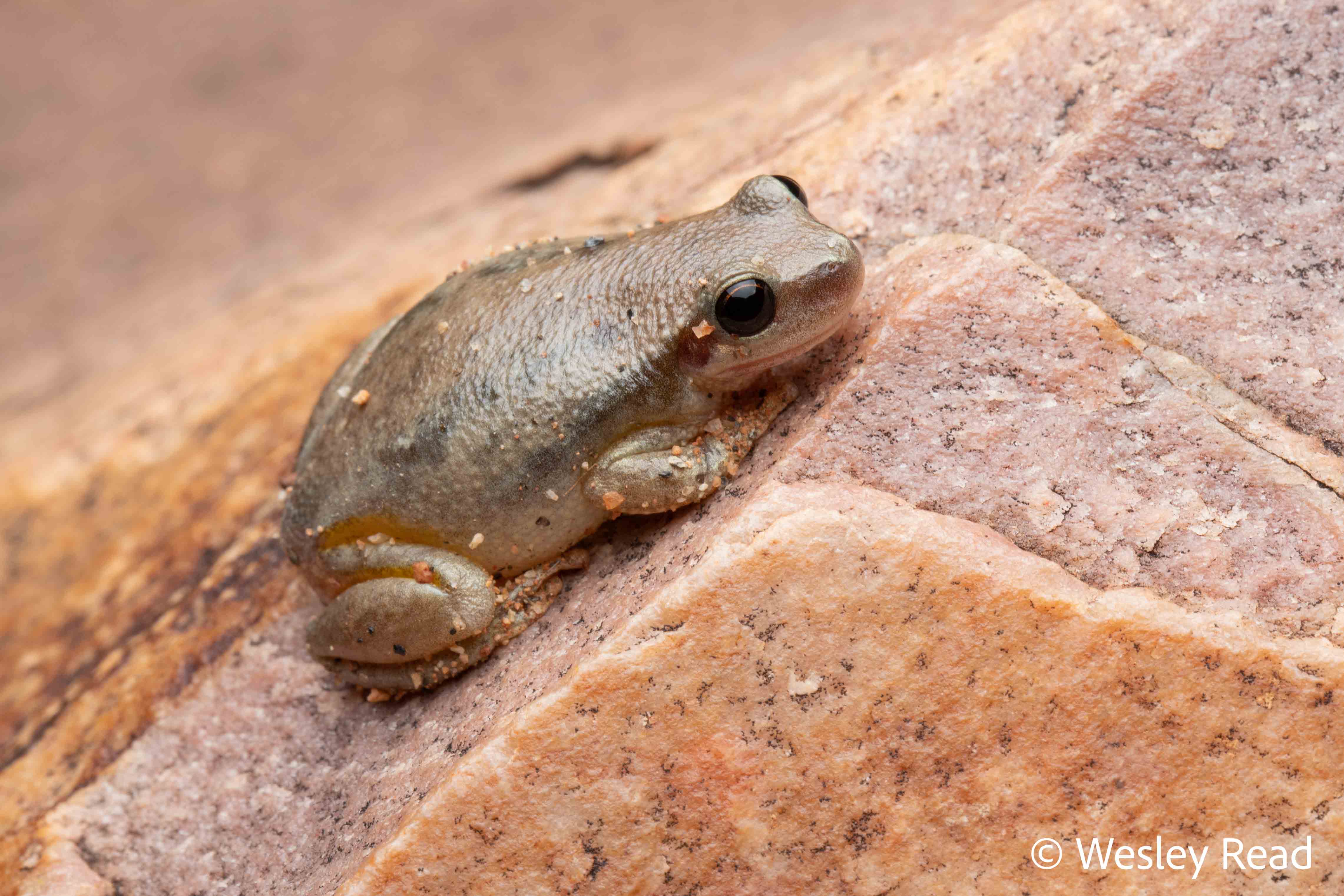 Colleeneremia rubella