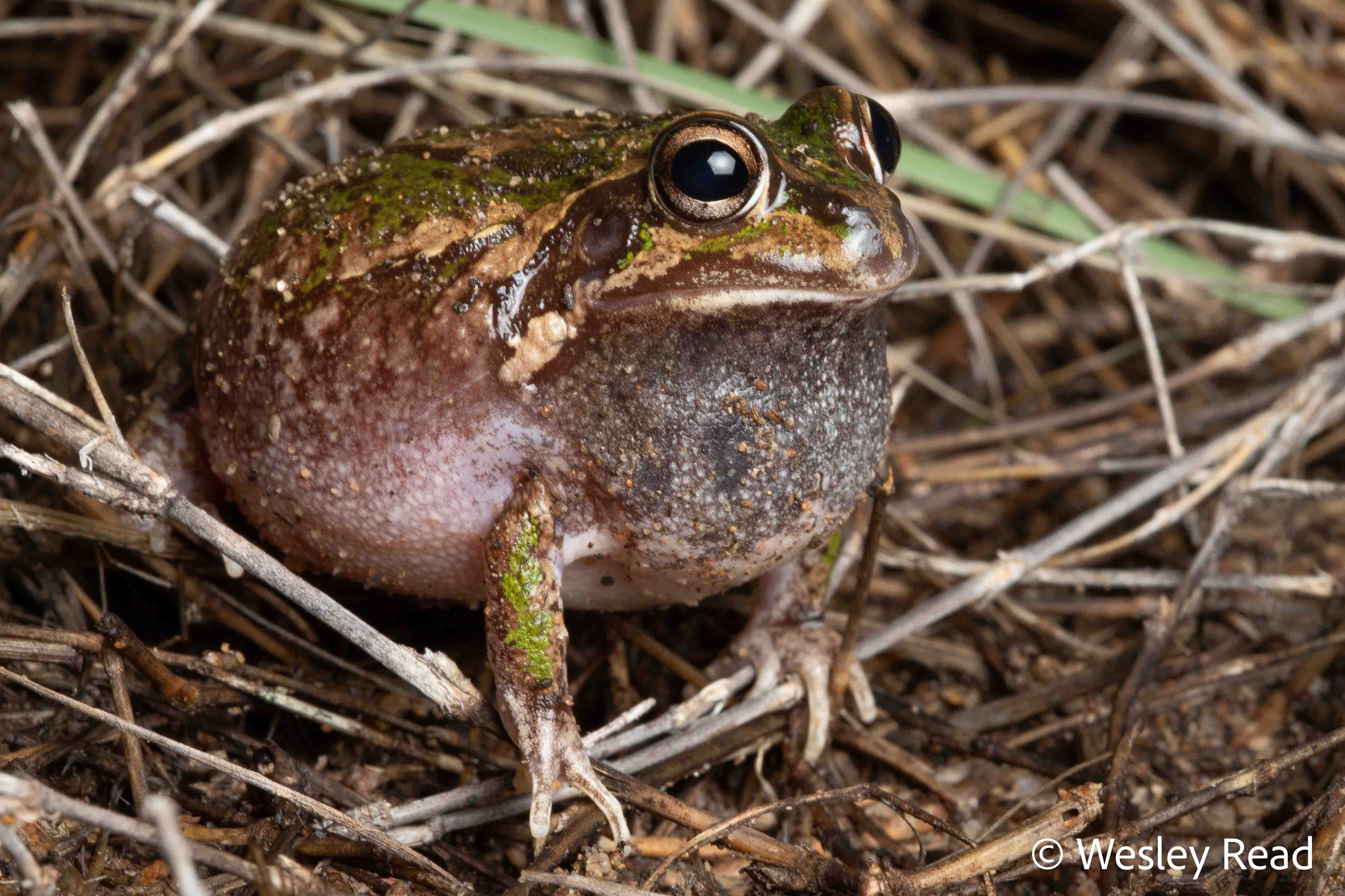 Cyclorana verrucosa