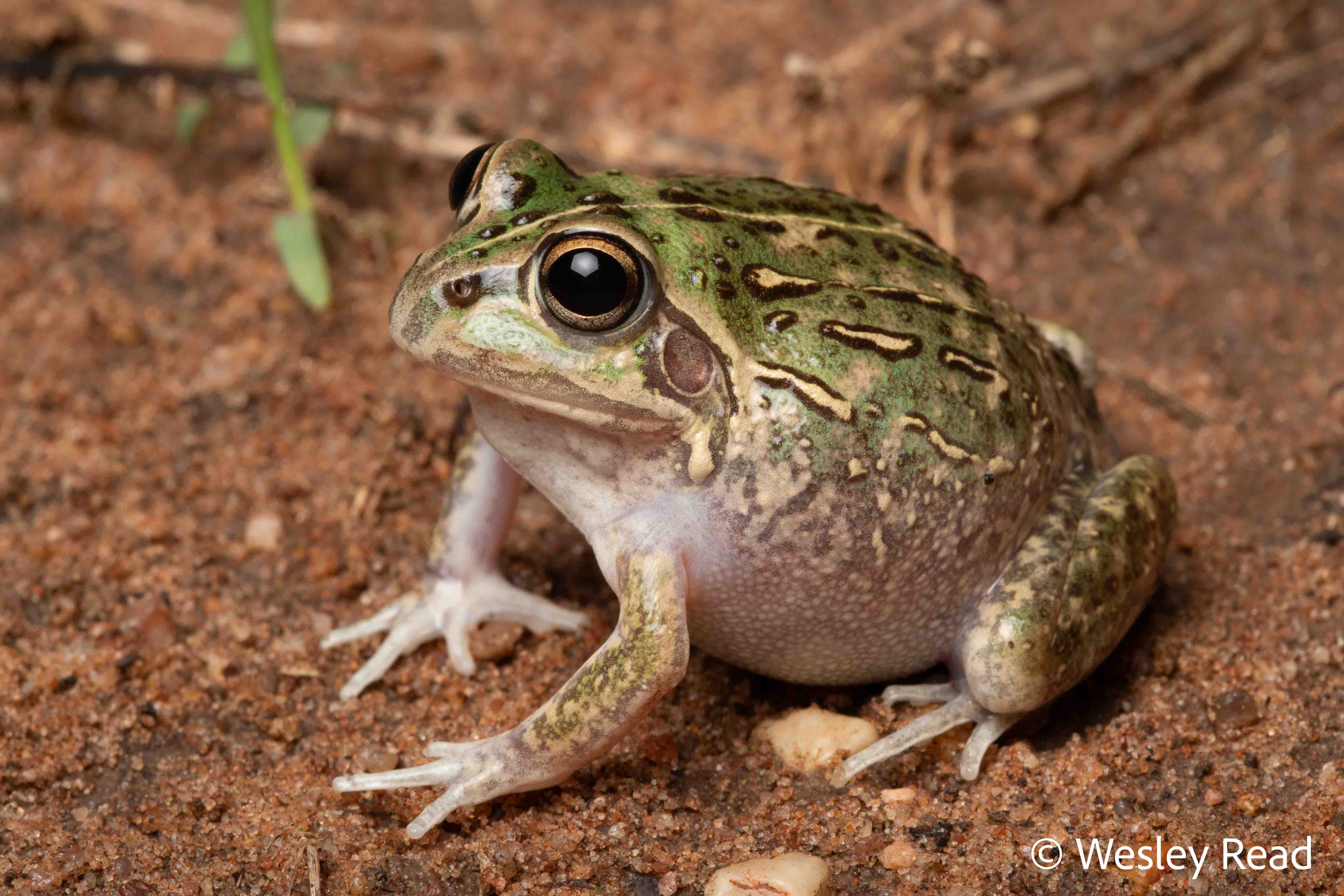 Cyclorana verrucosa