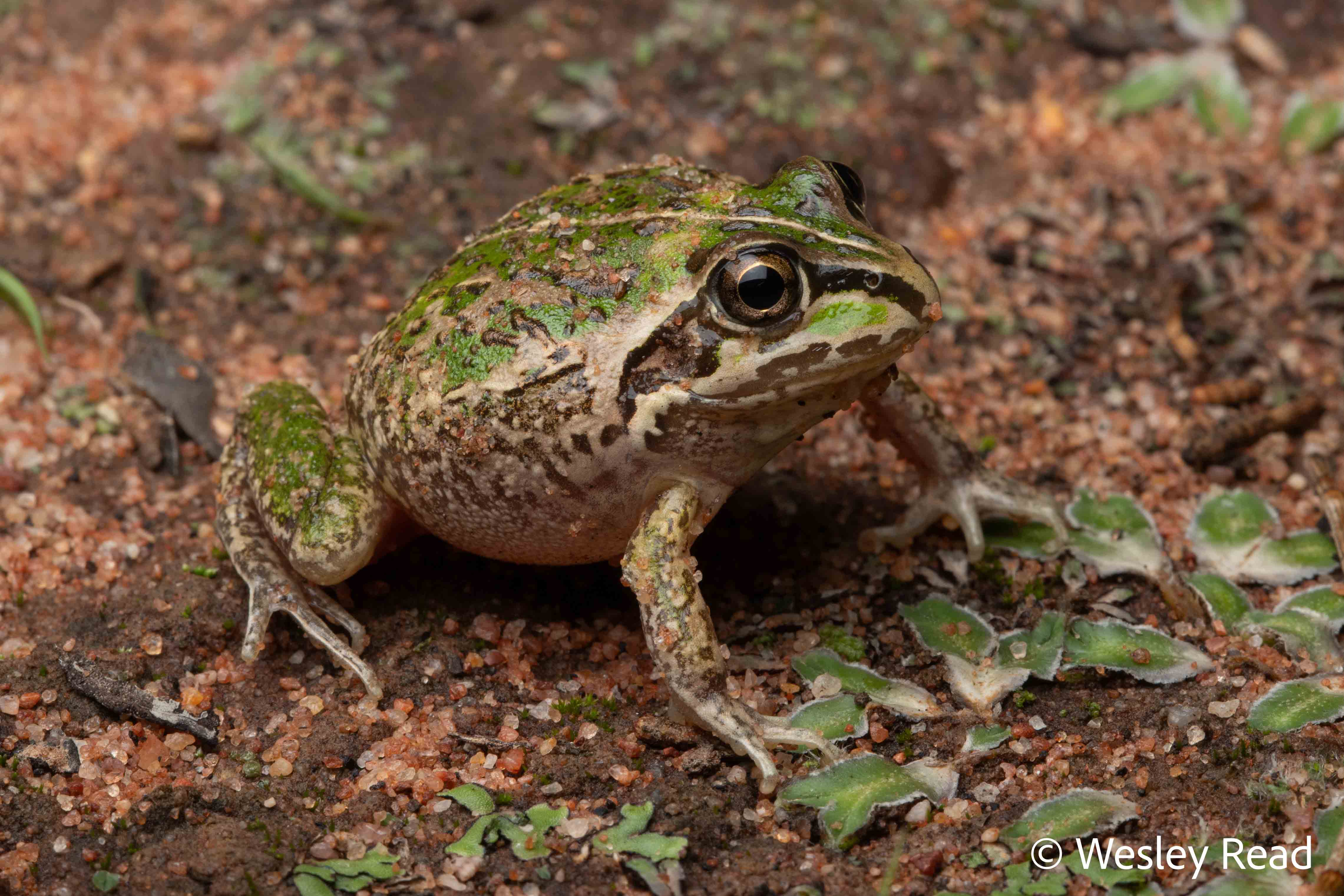 Cyclorana verrucosa