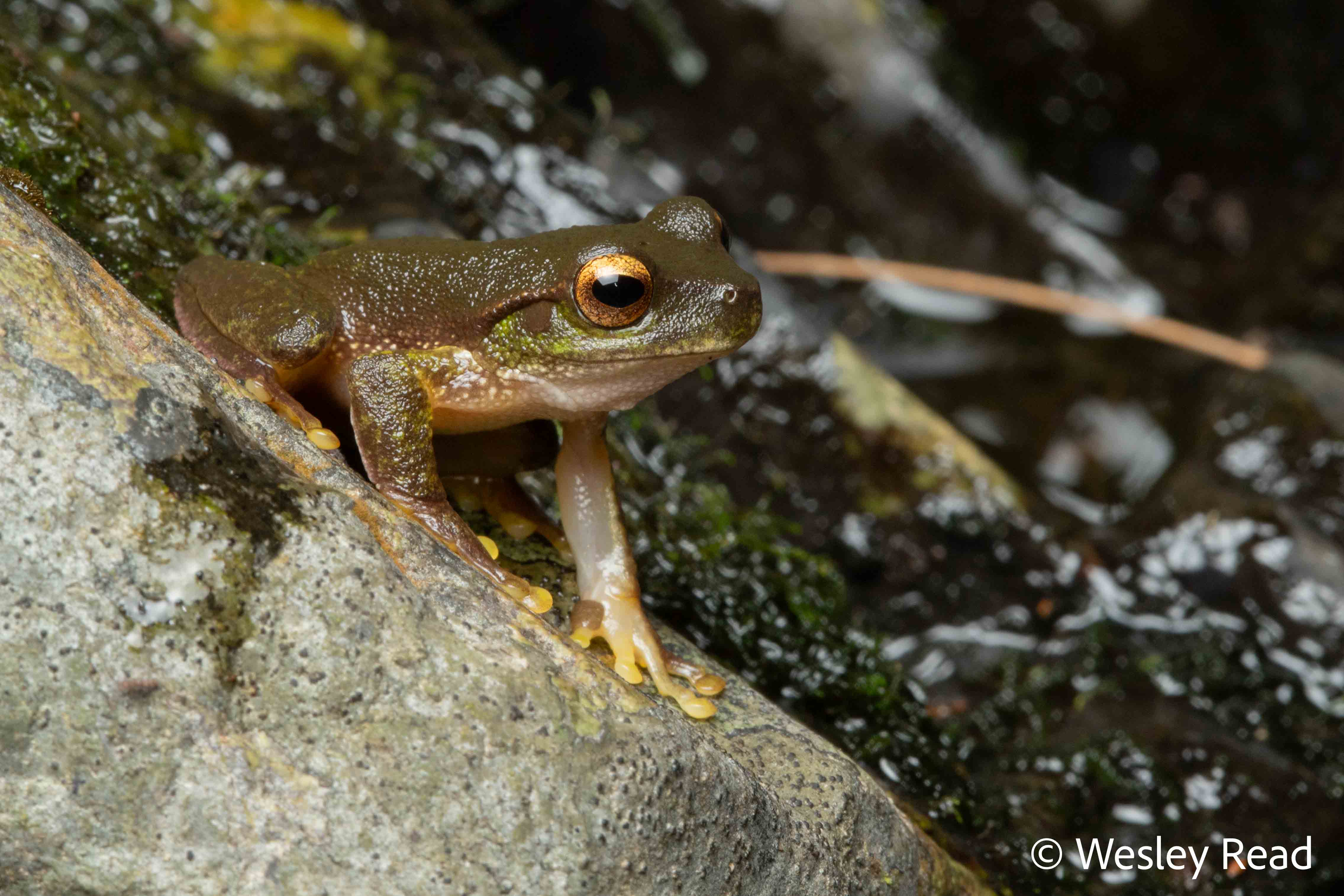 Dryopsophus barringtonensis