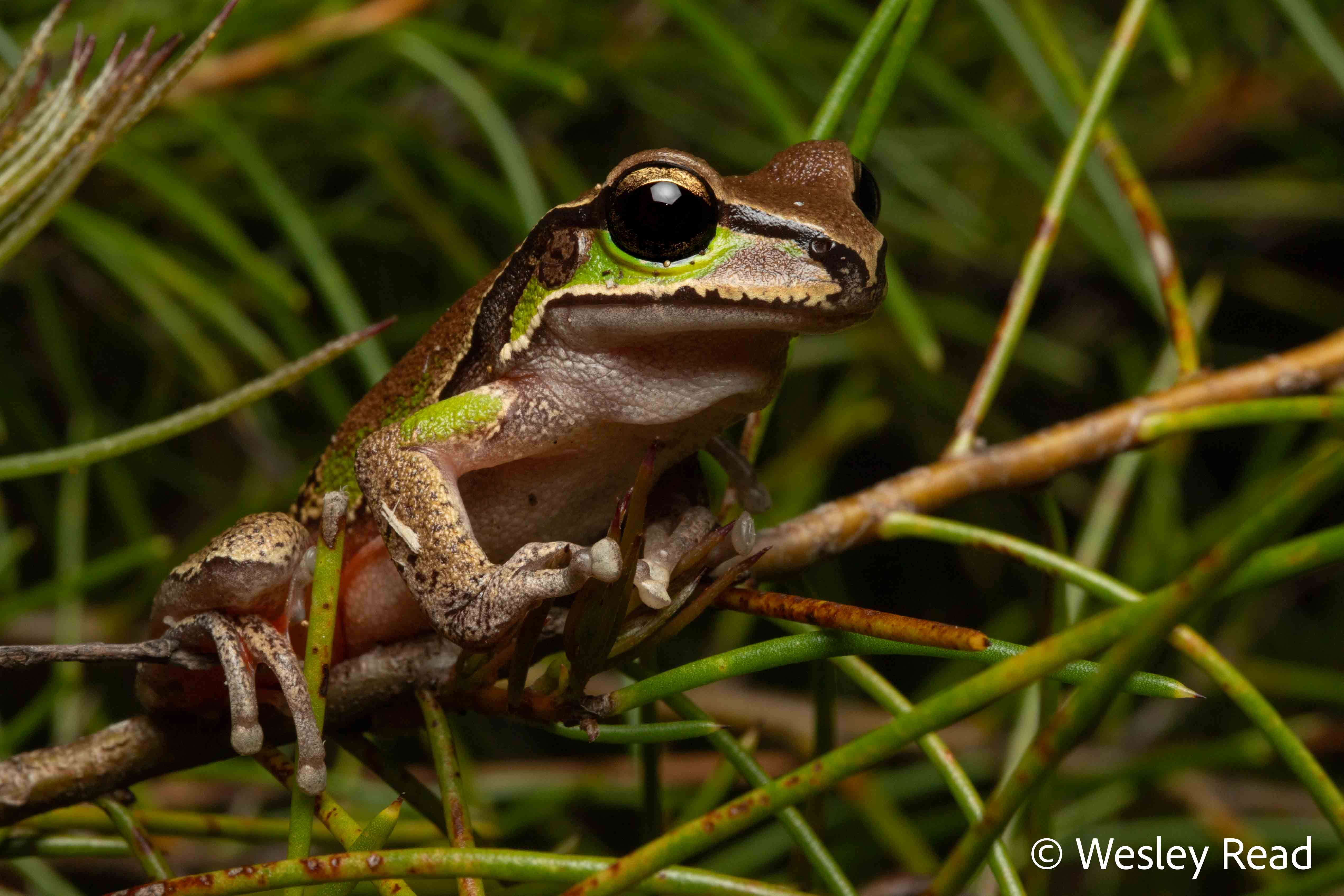 Dryopsophus citropa