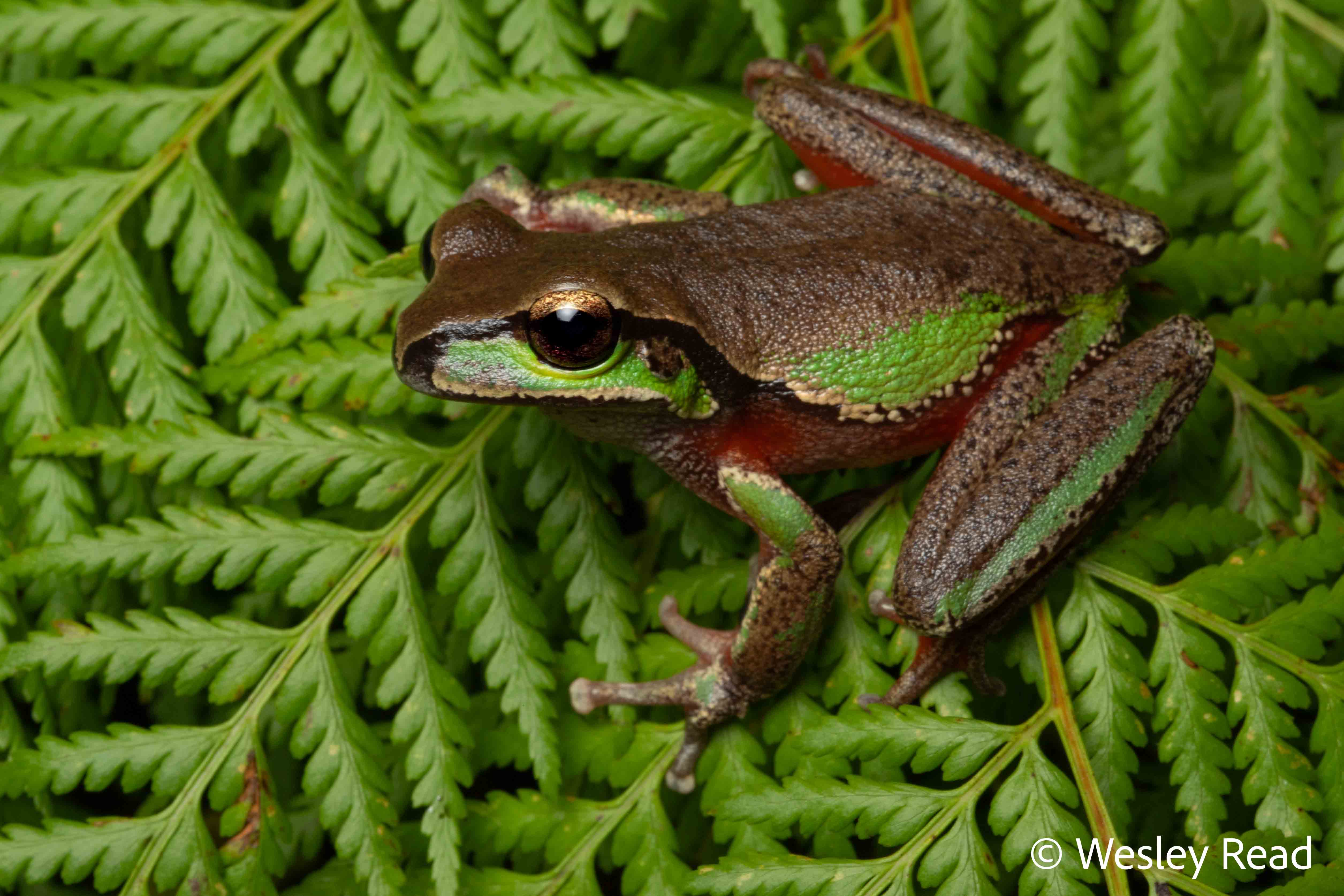 Dryopsophus citropa