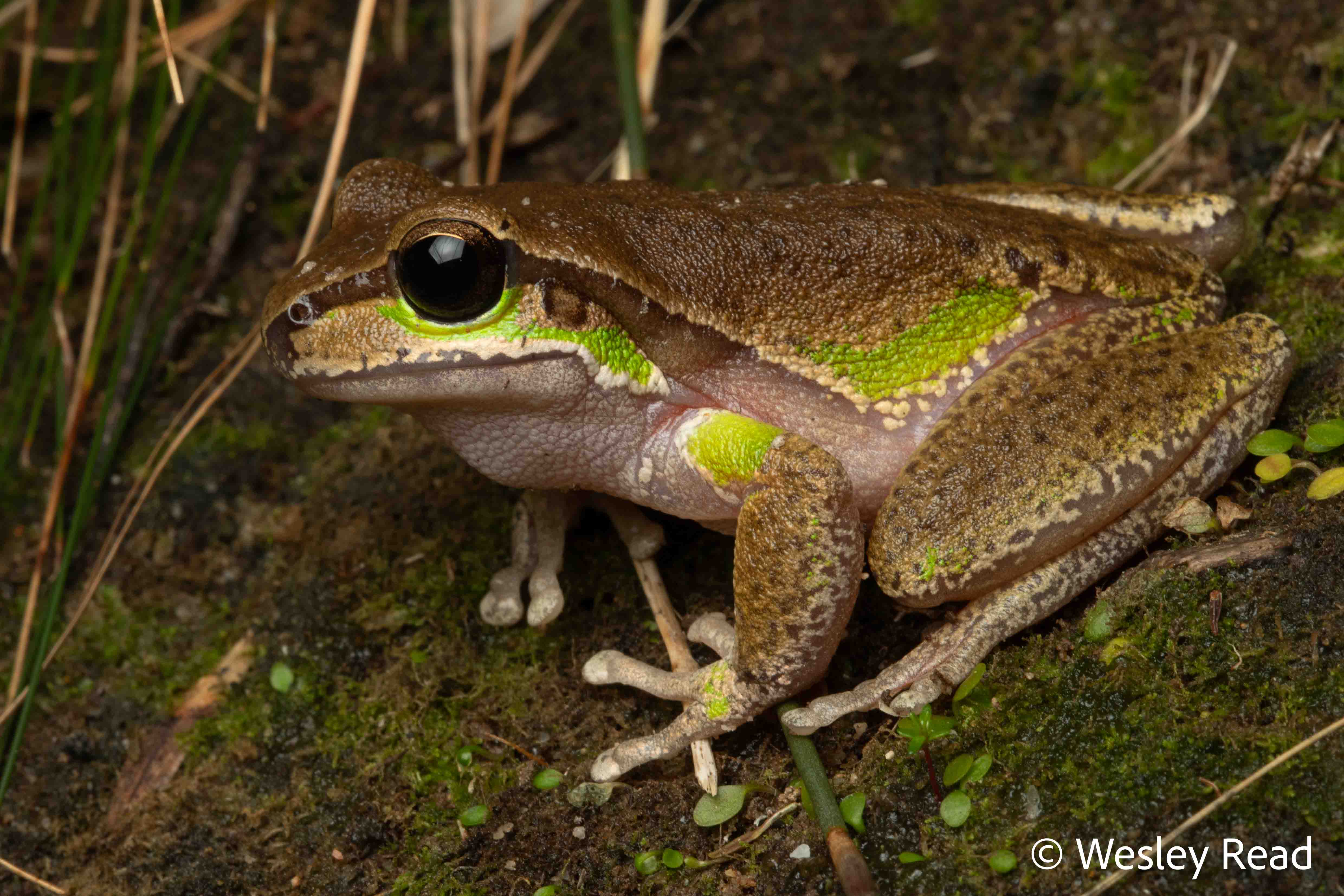 Dryopsophus citropa