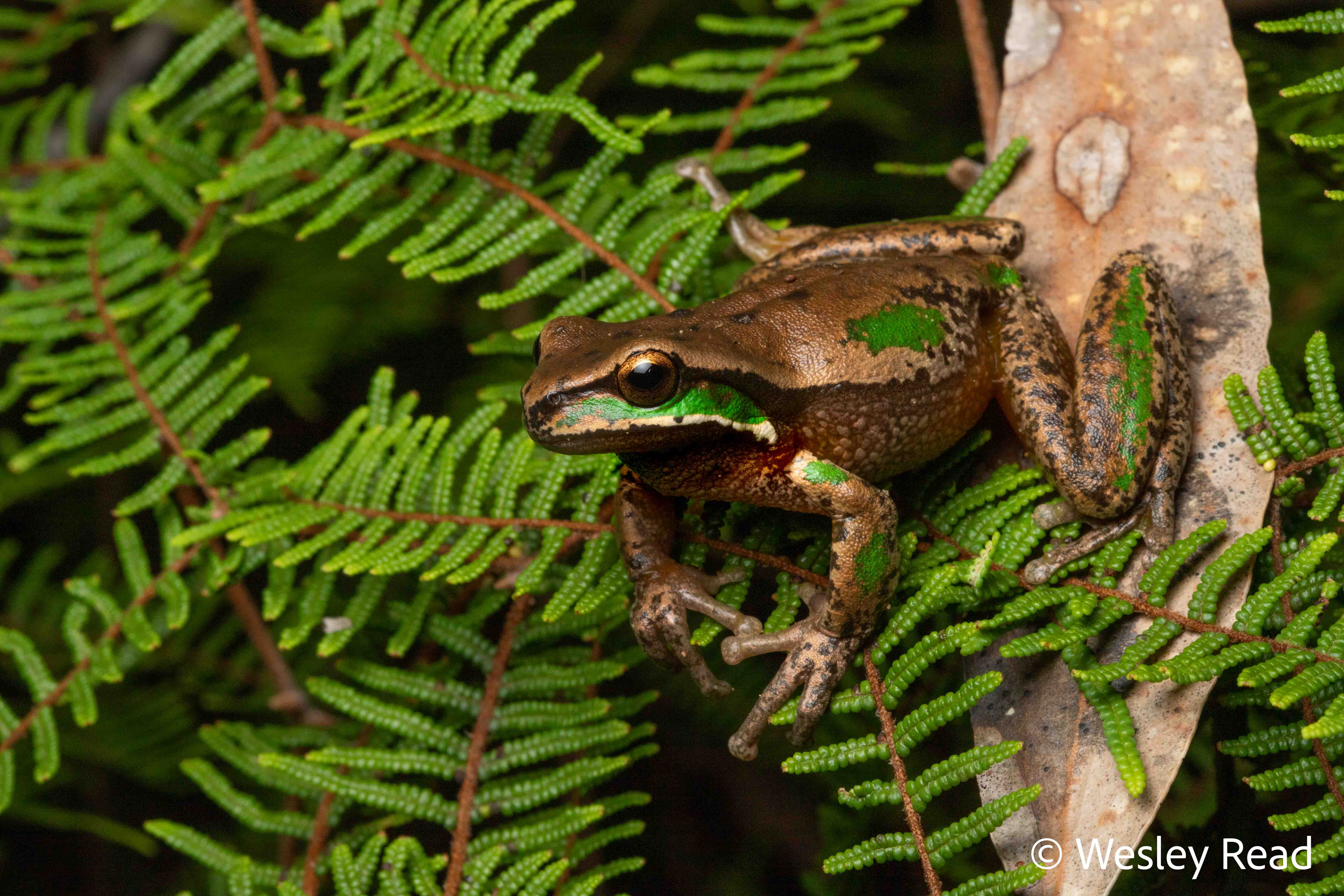 Dryopsophus daviesae