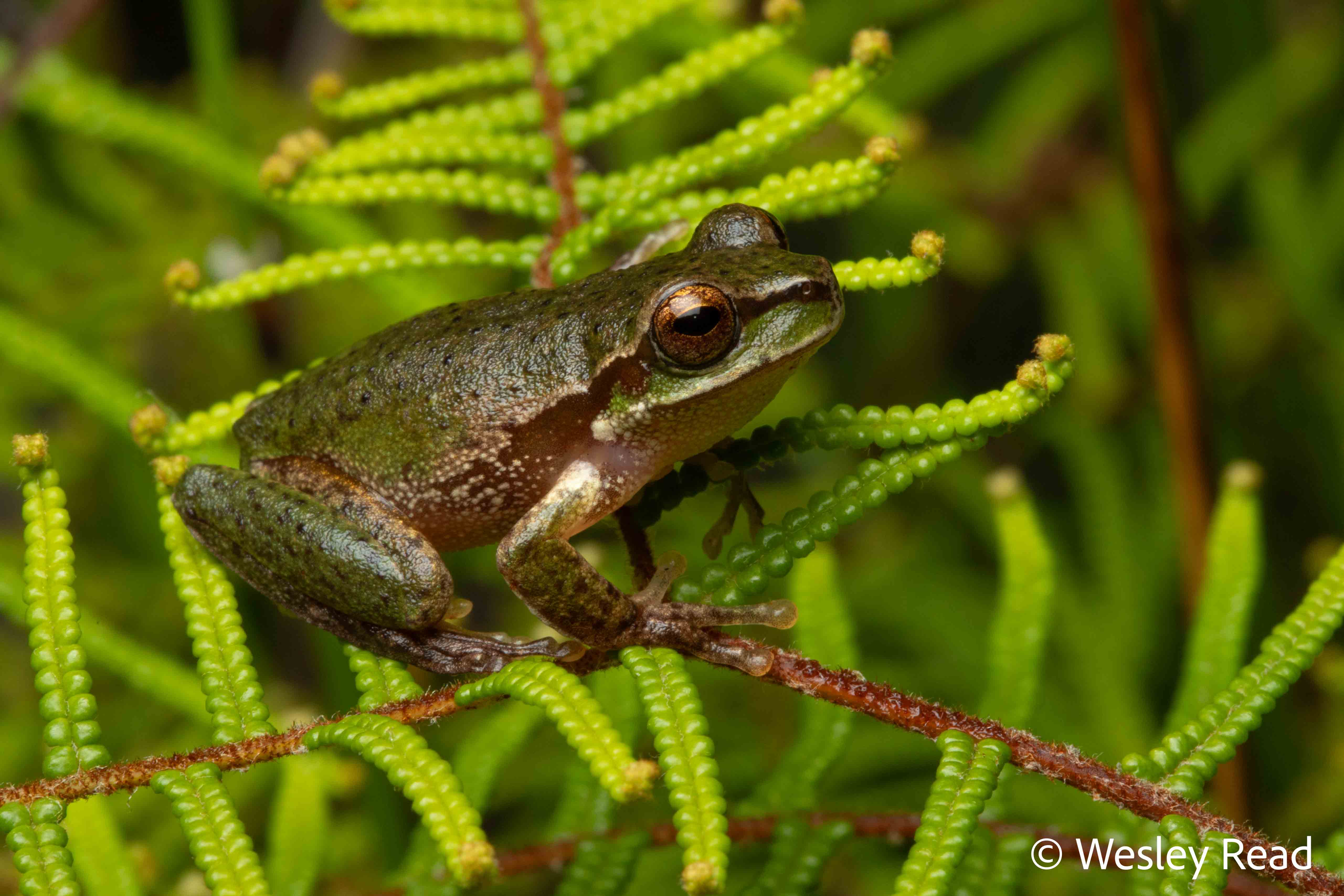 Dryopsophus pearsoniana