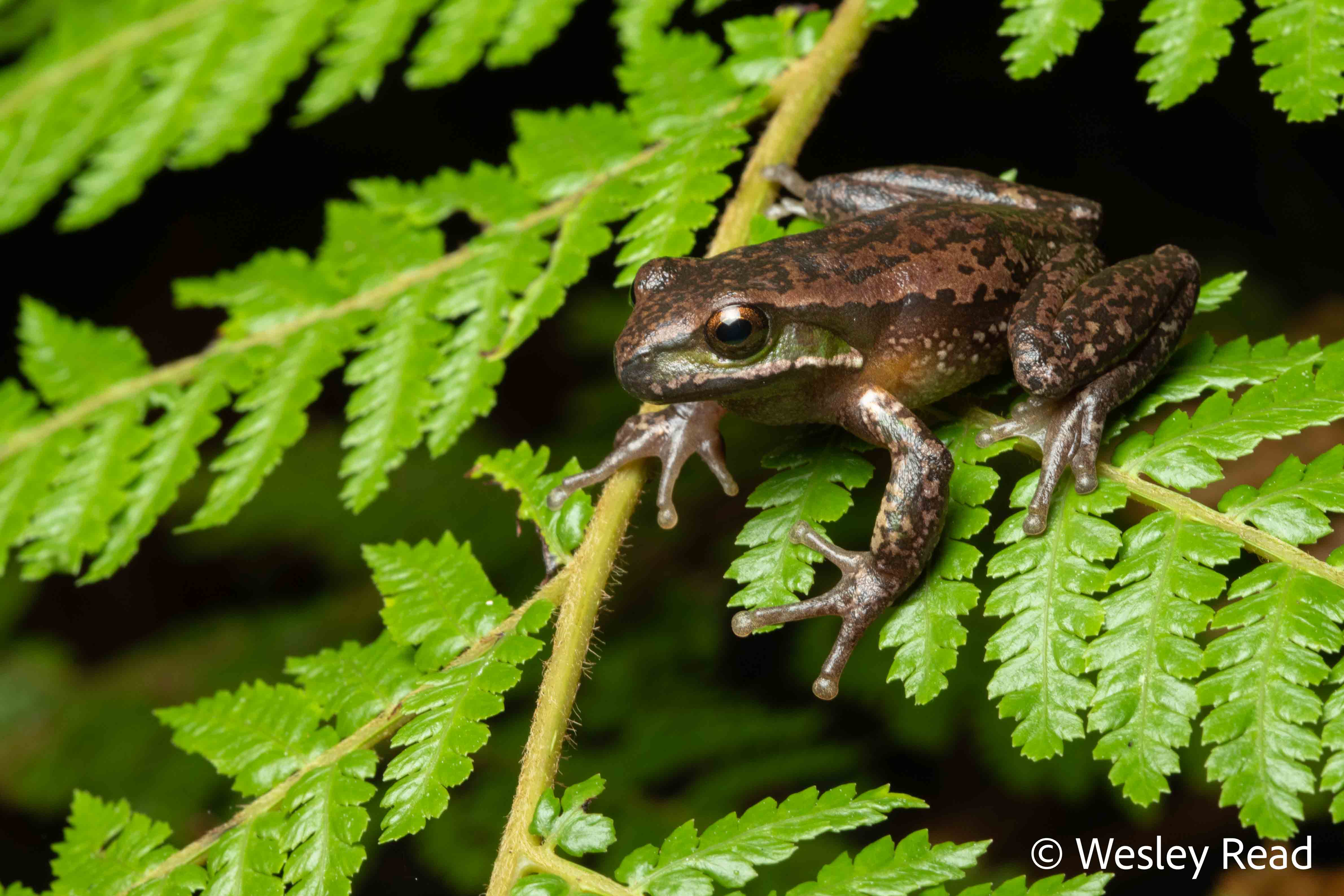 Dryopsophus subglandulosa