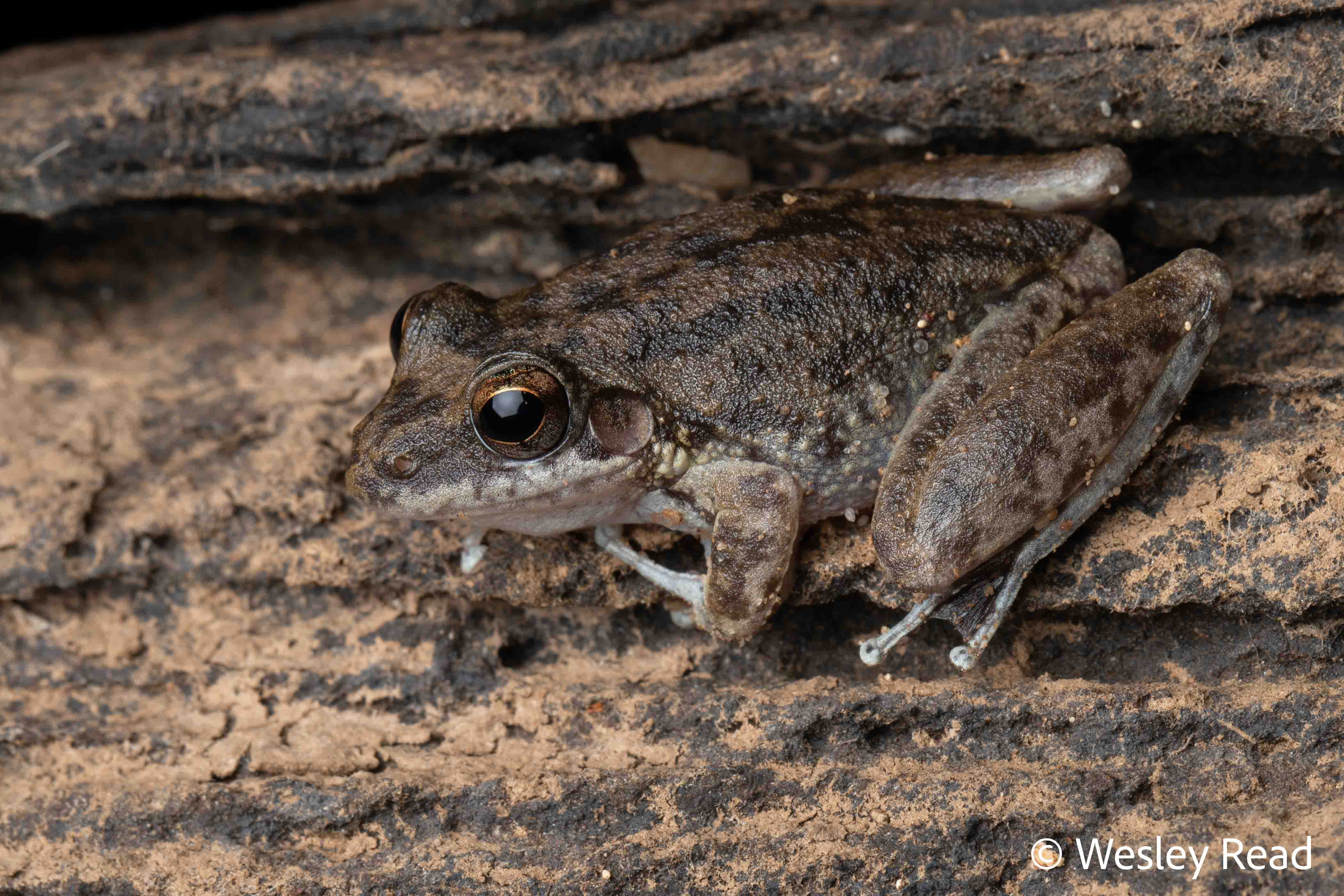 Litoria coplandi