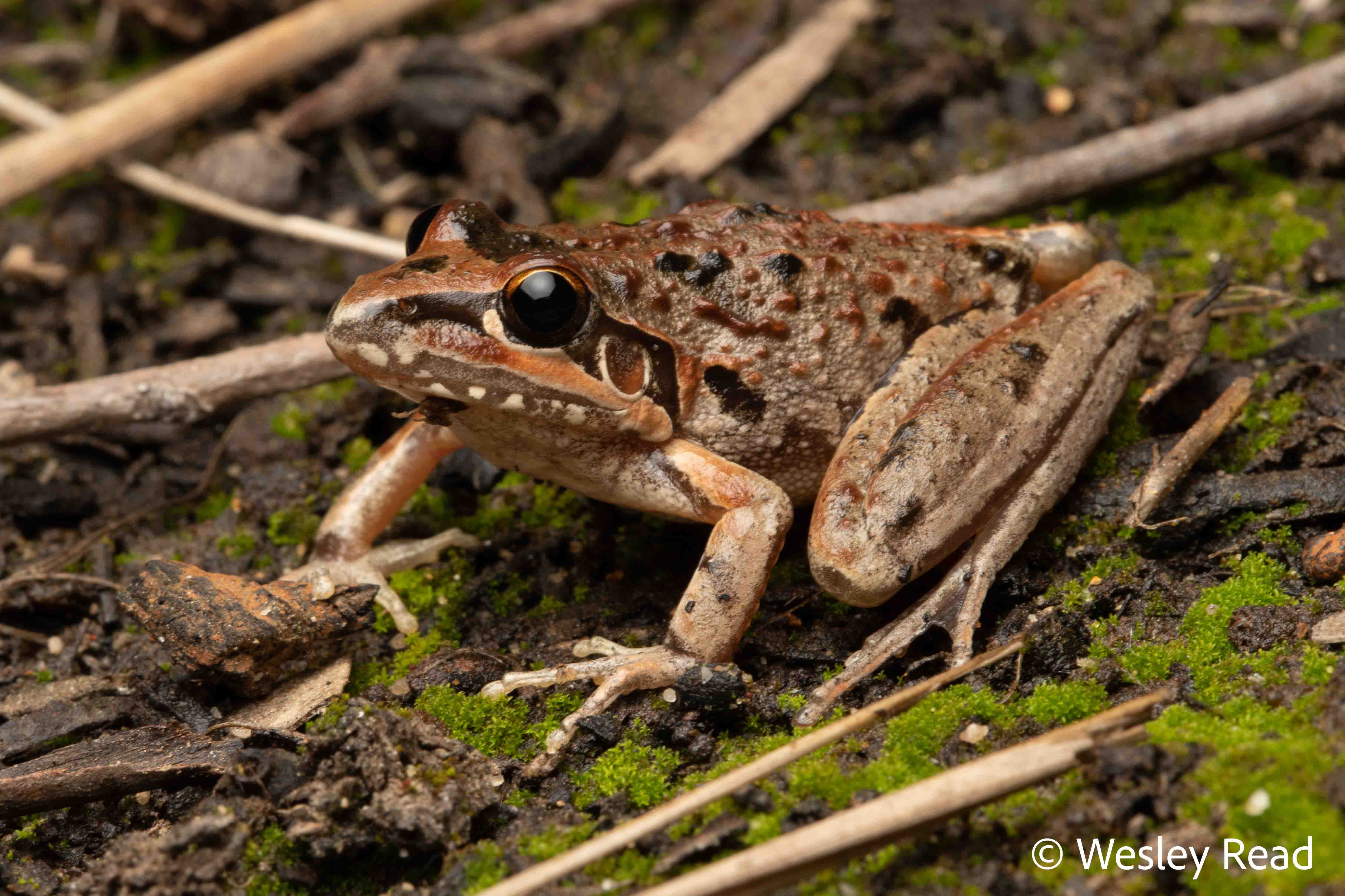 Litoria freycineti