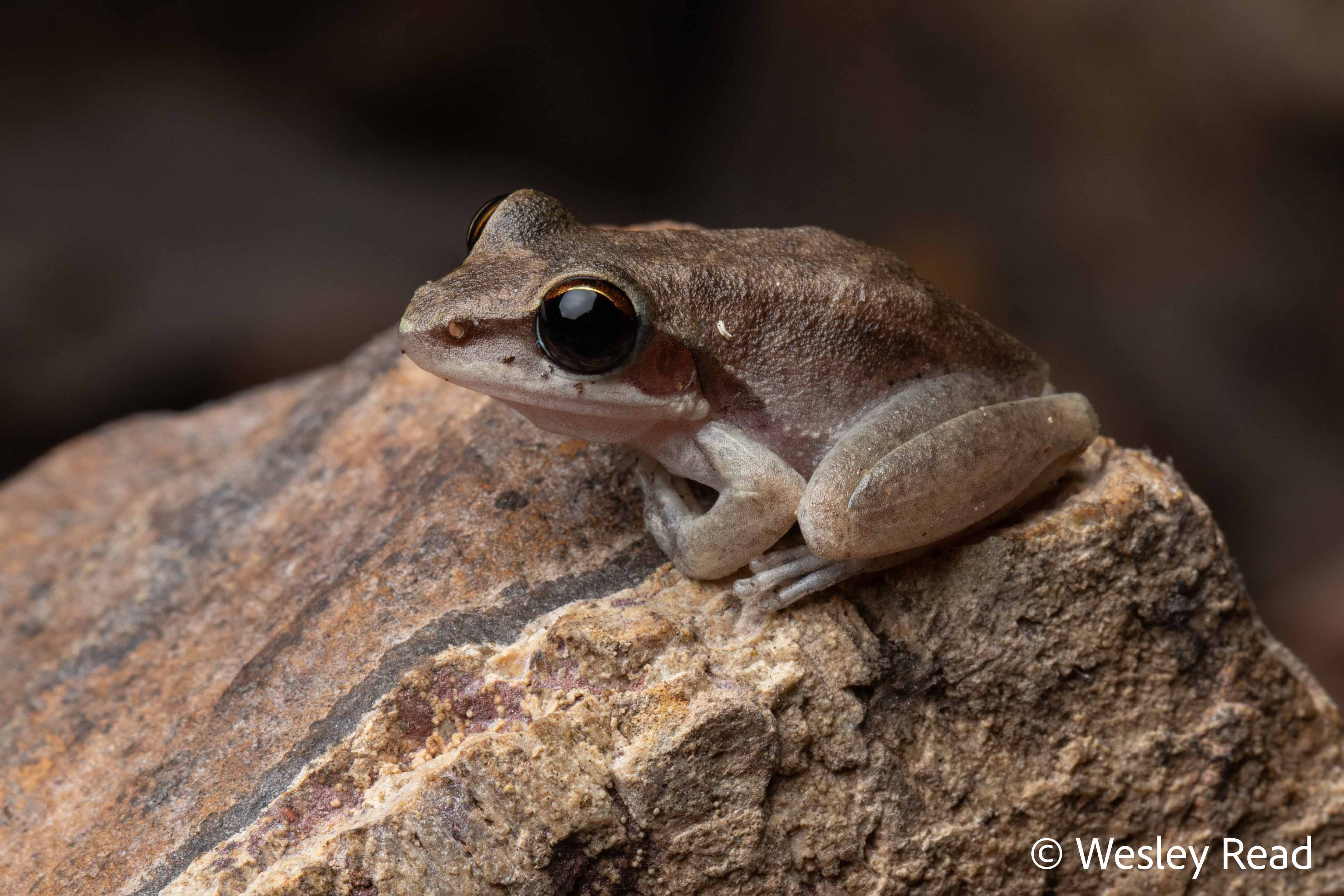 Litoria personata